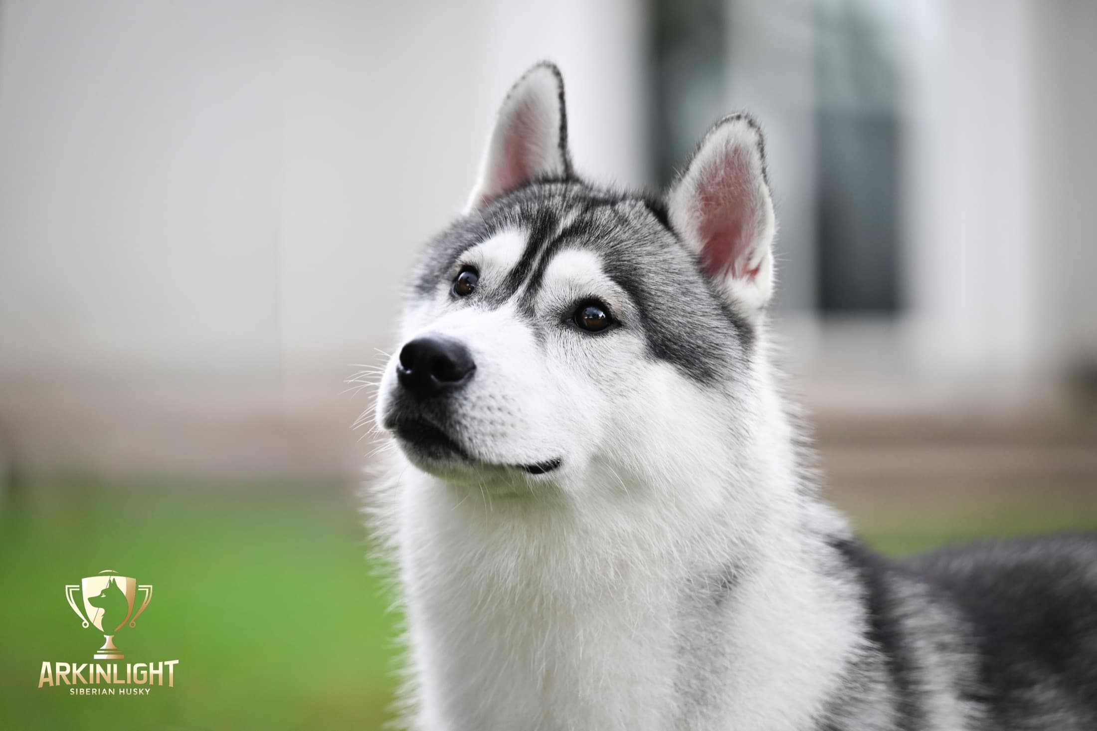 Enzo adult Siberian Husky placement photo 17