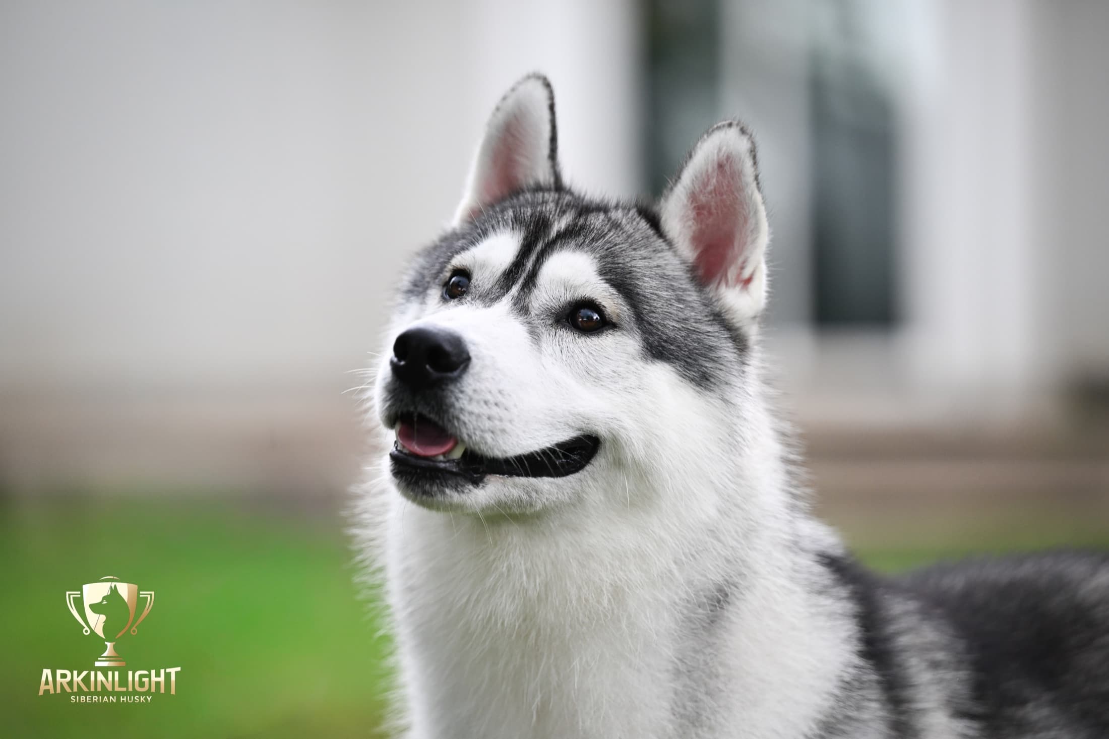 Enzo adult Siberian Husky placement photo 18
