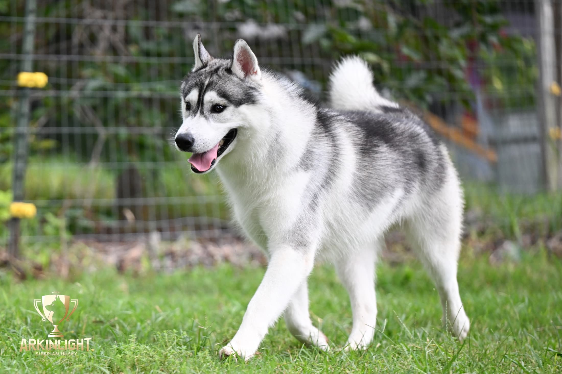 Enzo adult Siberian Husky placement photo 19
