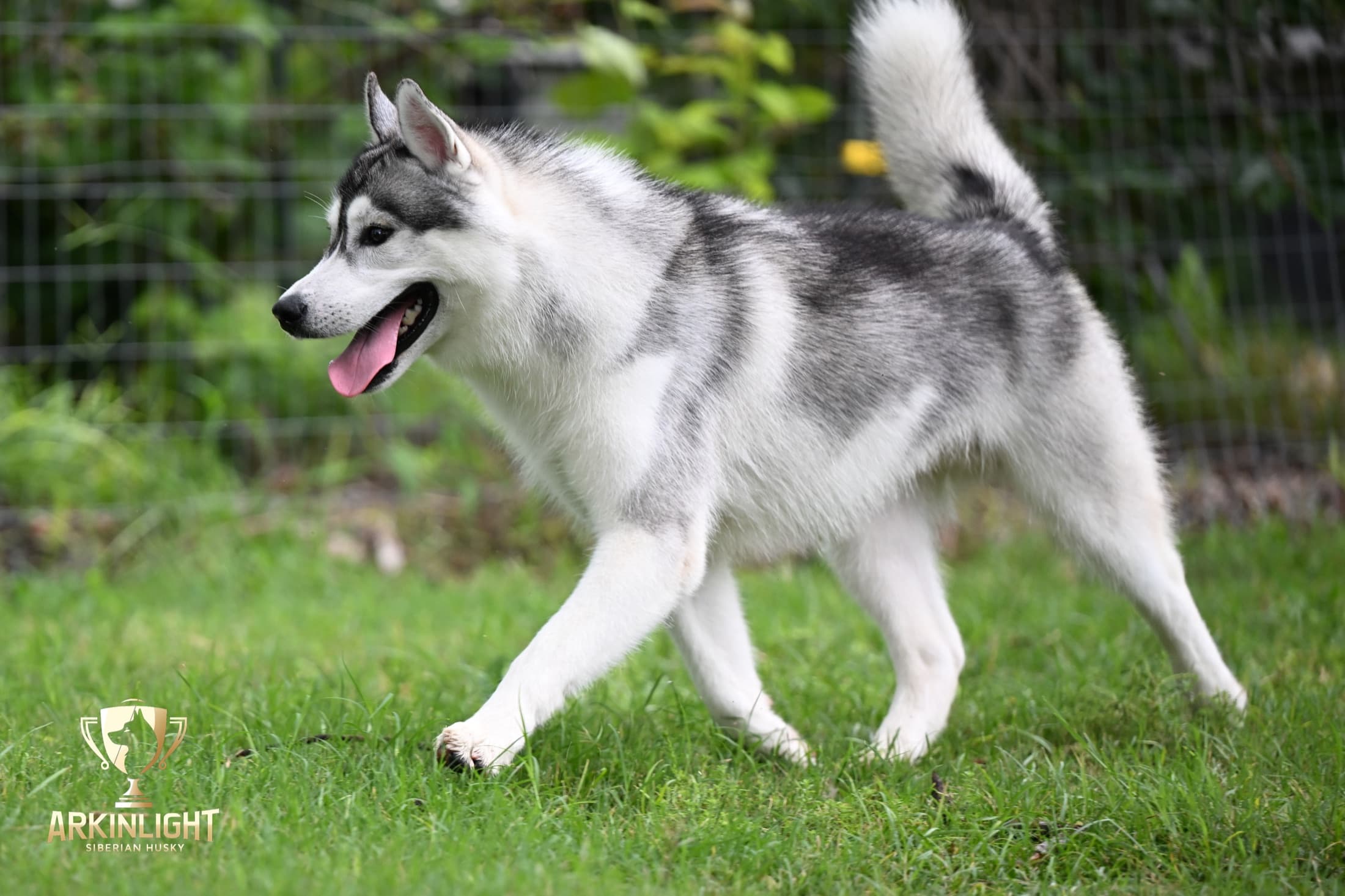 Enzo adult Siberian Husky placement photo 20