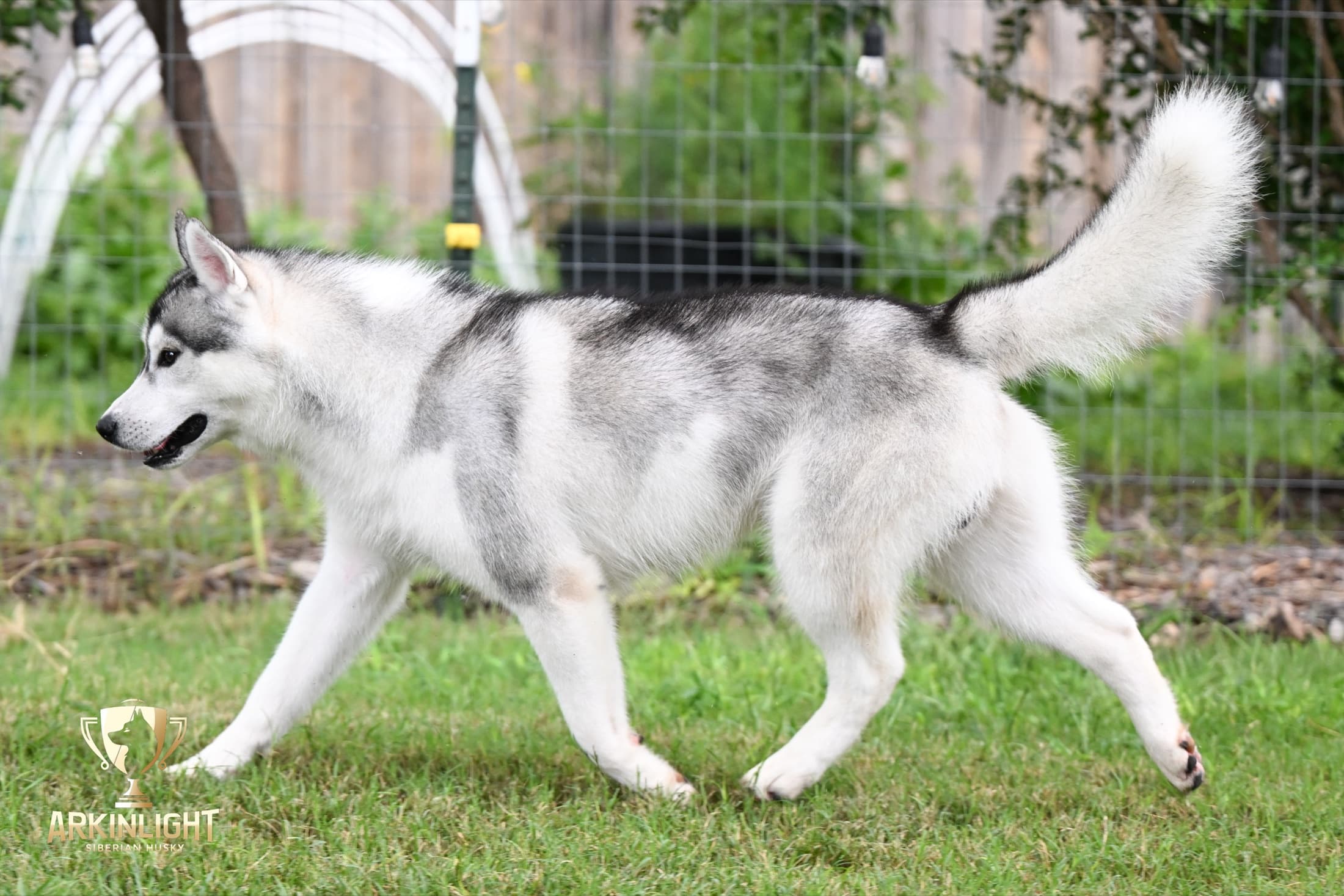 Enzo adult Siberian Husky placement photo 21