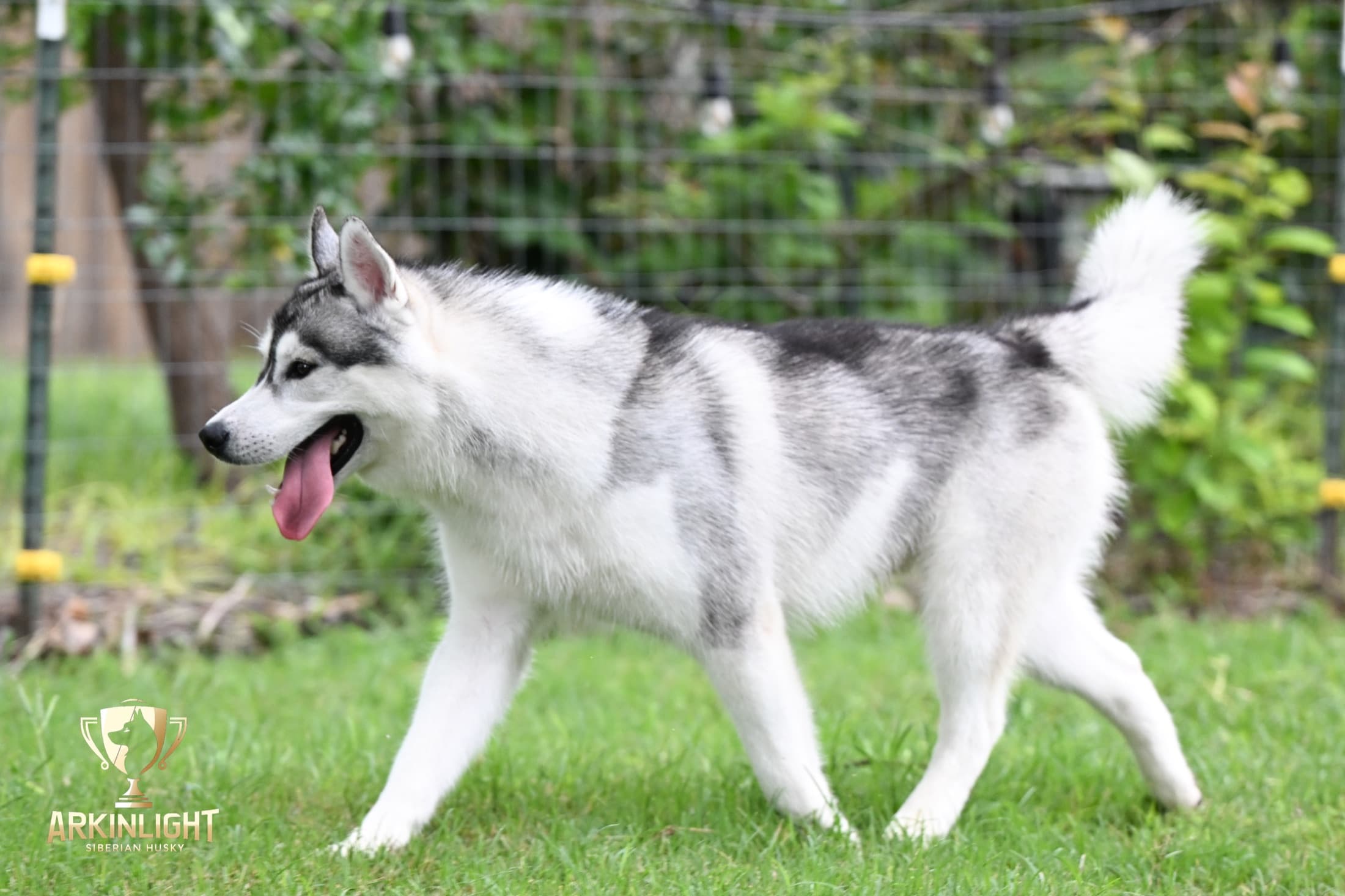 Enzo adult Siberian Husky placement photo 22