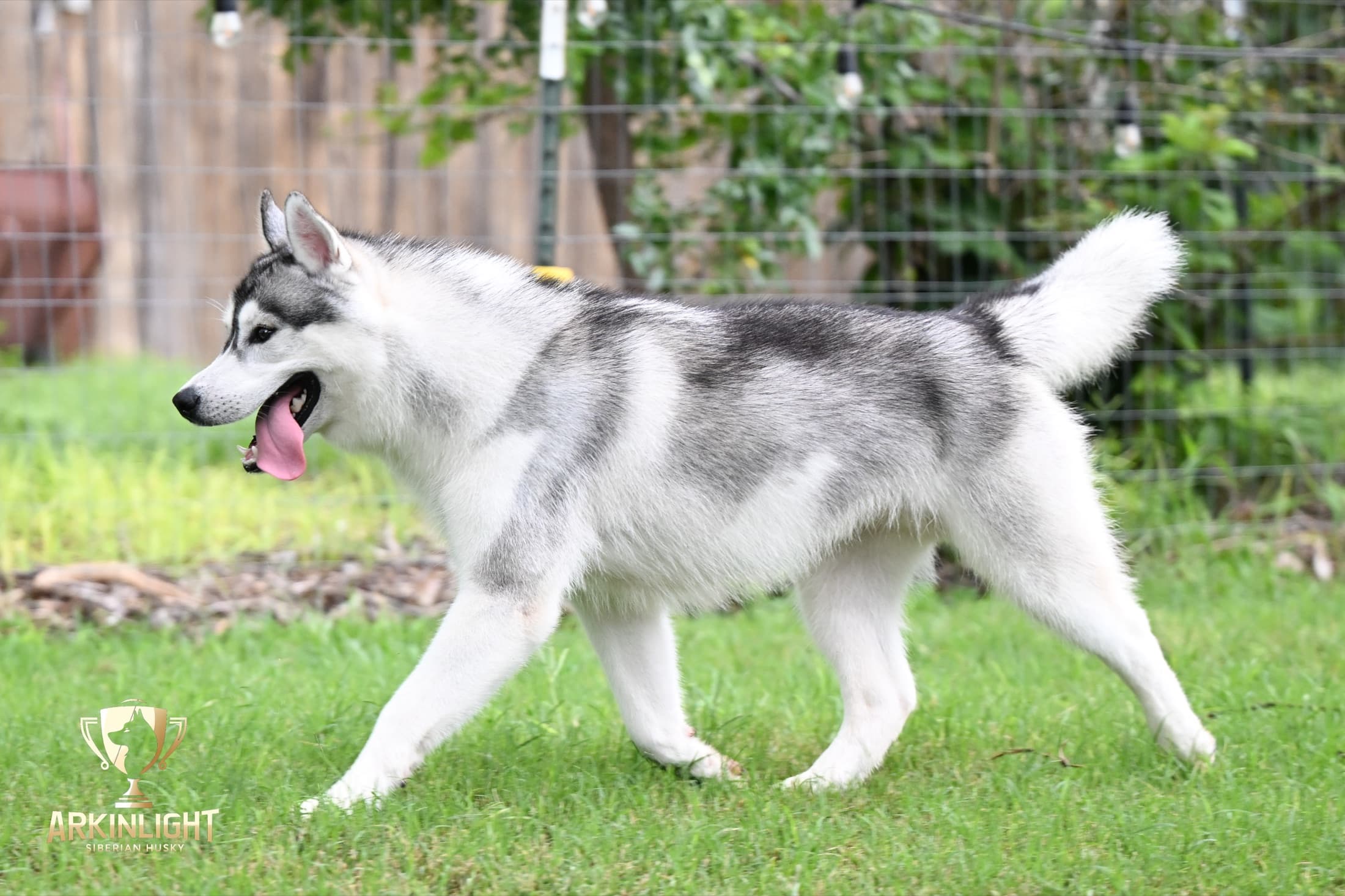 Enzo adult Siberian Husky placement photo 23
