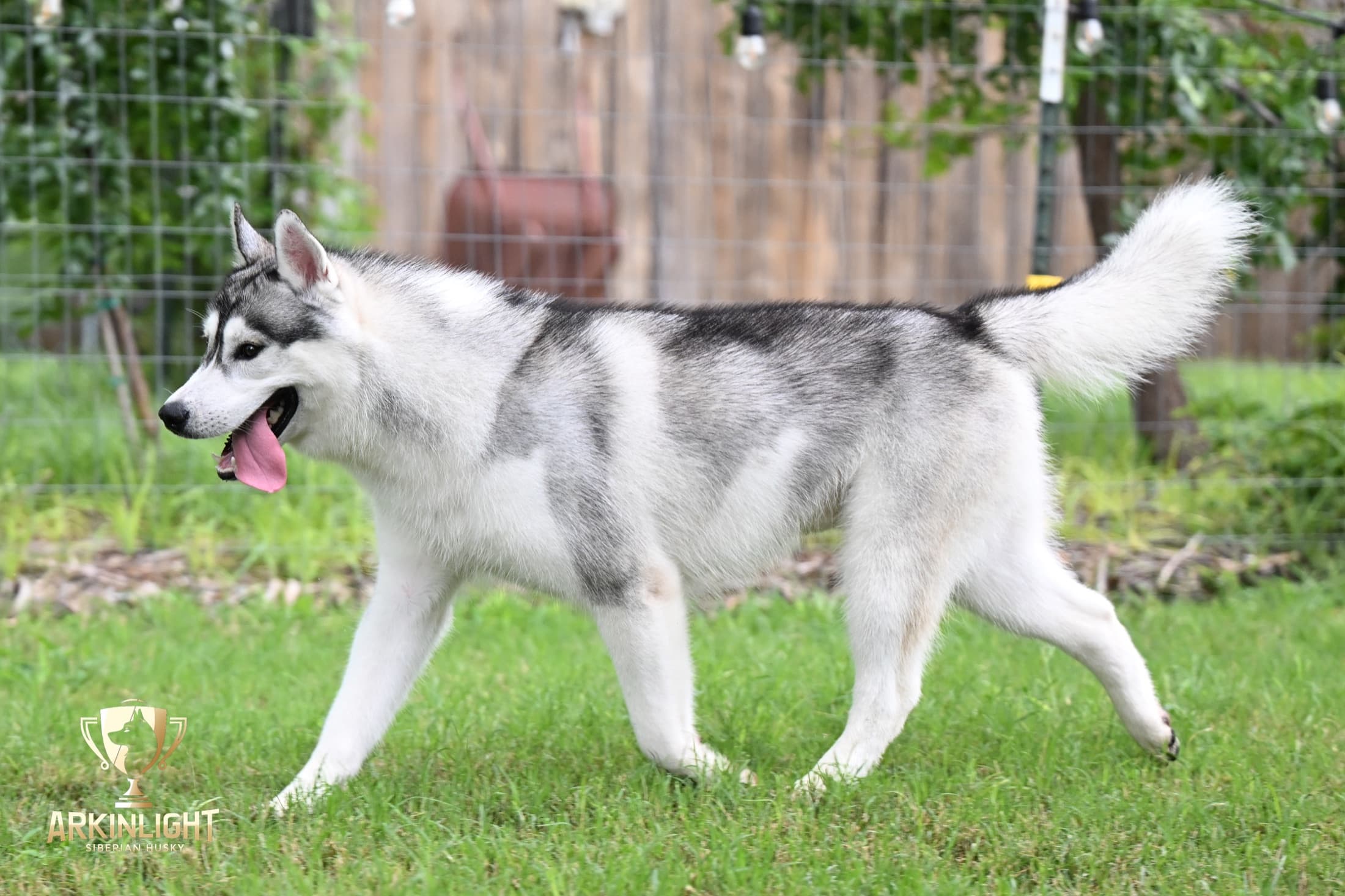 Enzo adult Siberian Husky placement photo 24