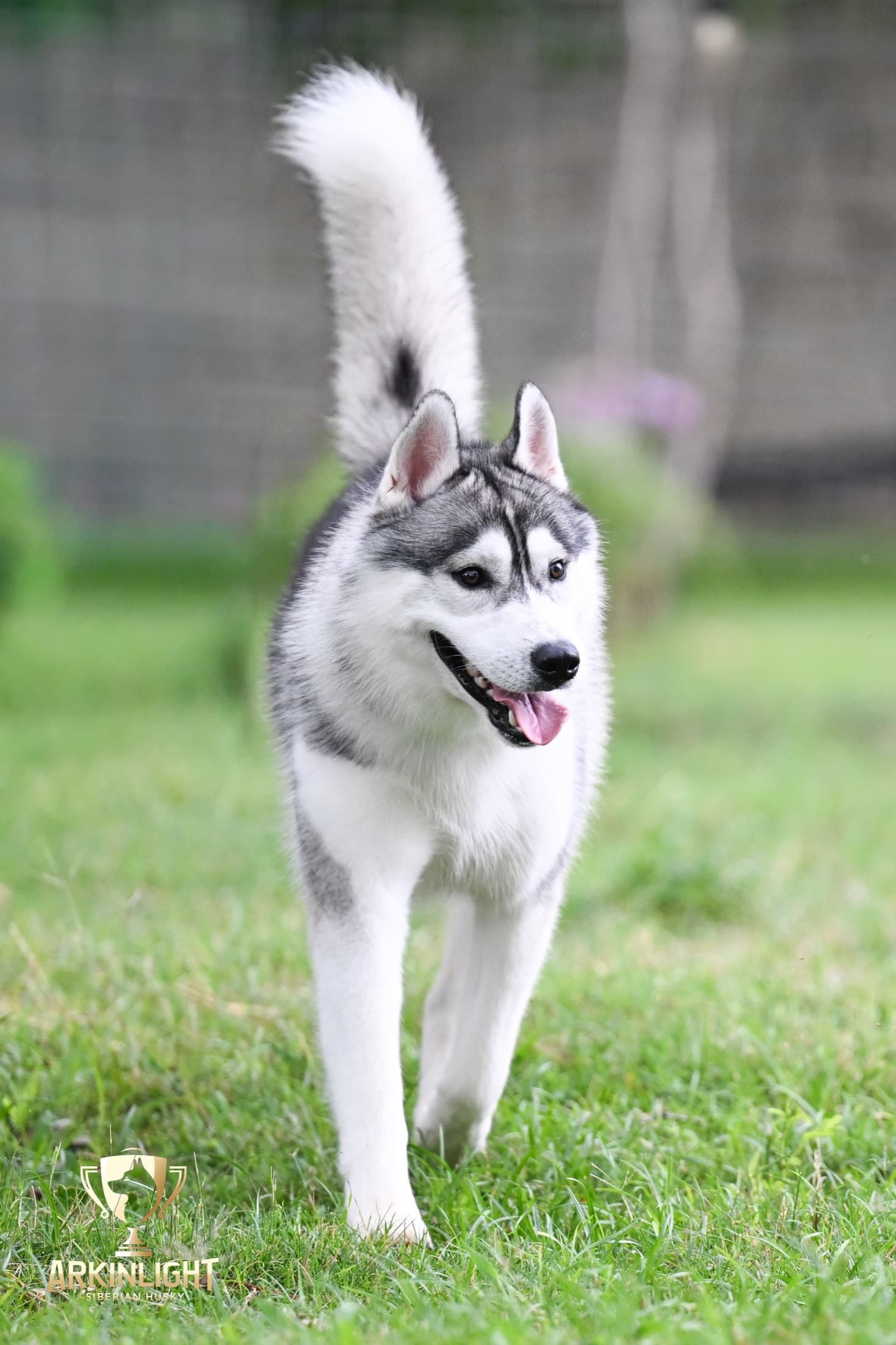 Enzo adult Siberian Husky placement photo 3
