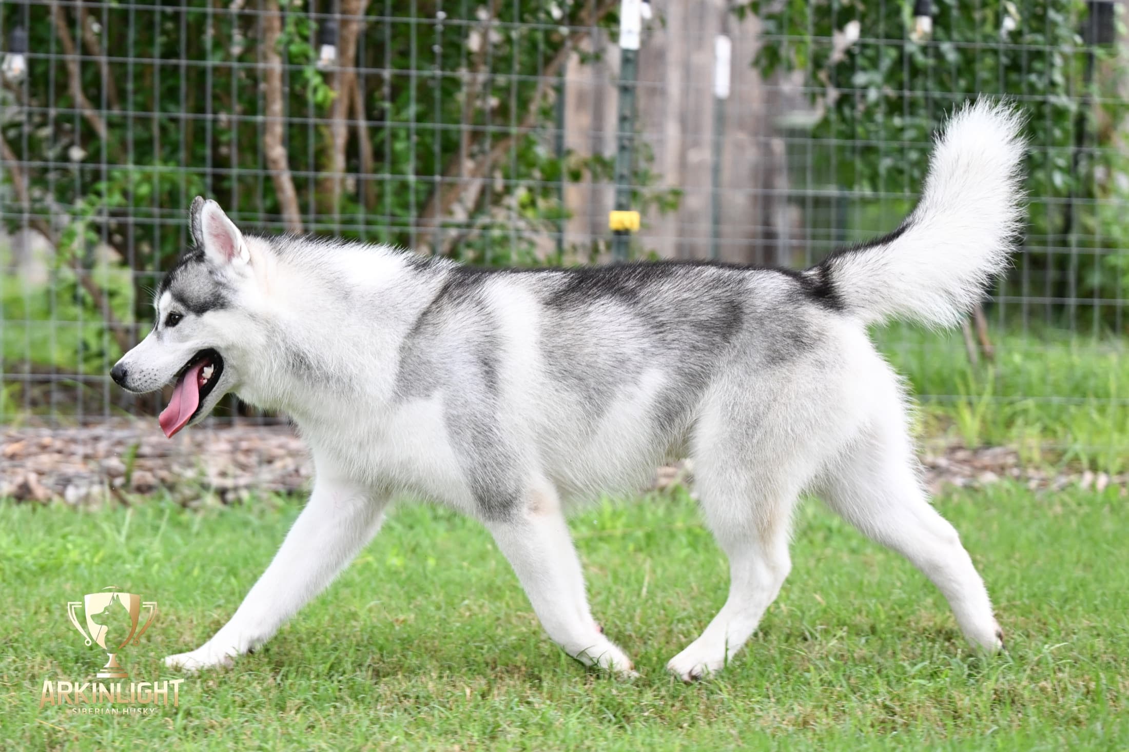 Enzo adult Siberian Husky placement photo 25