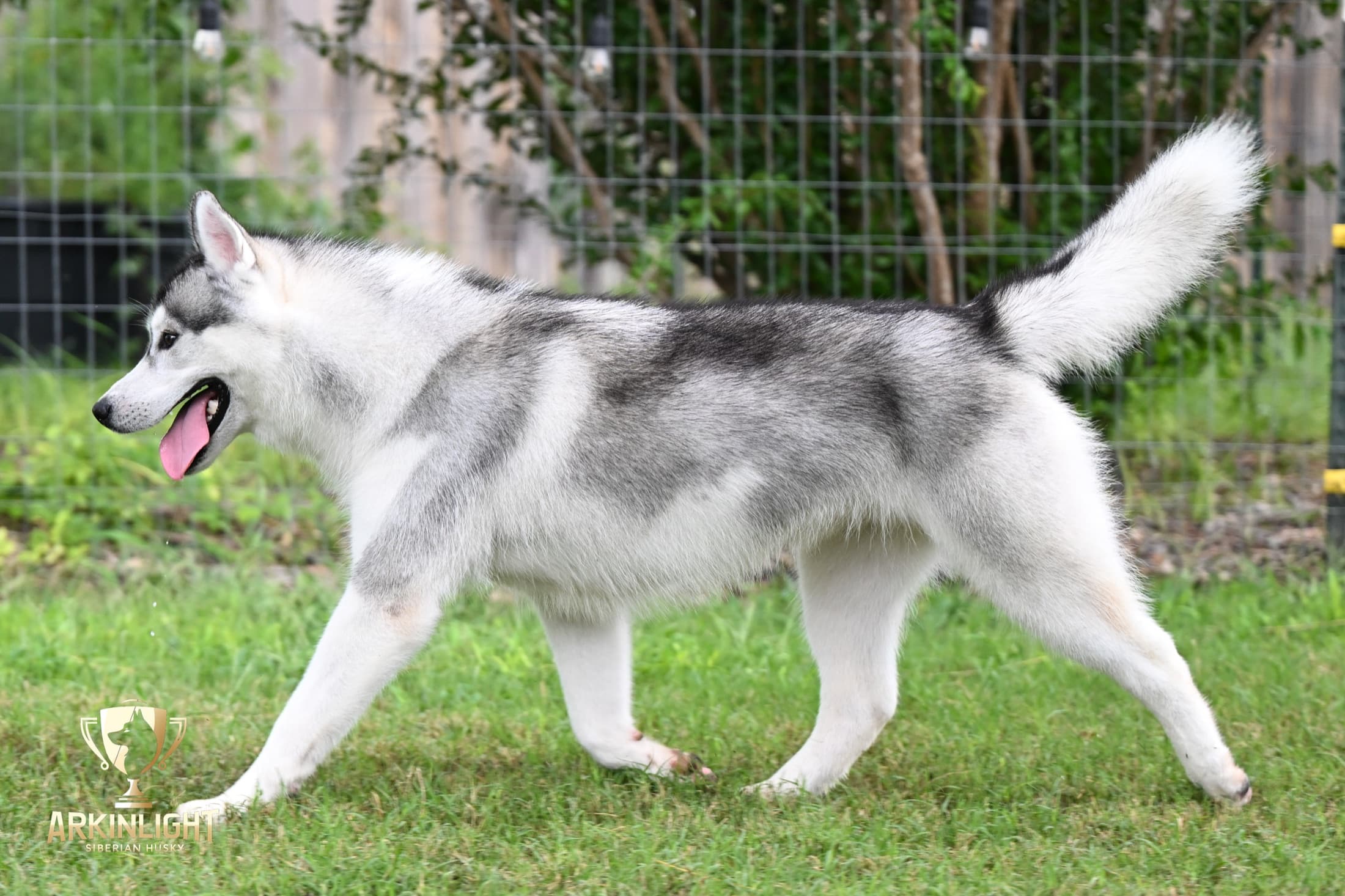 Enzo adult Siberian Husky placement photo 26