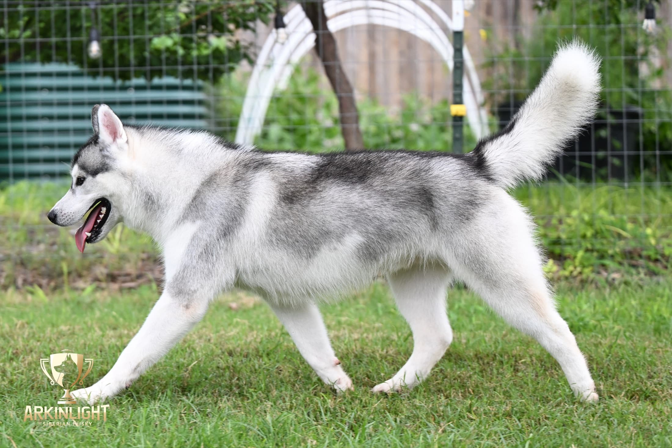 Enzo adult Siberian Husky placement photo 27