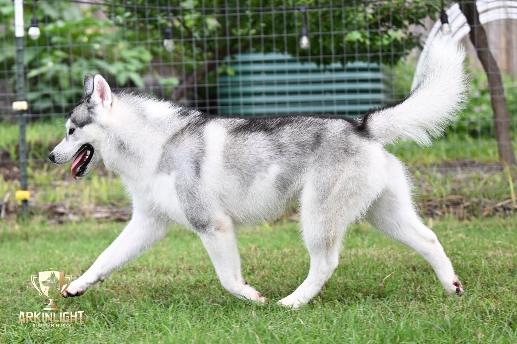 Enzo adult Siberian Husky placement photo 28