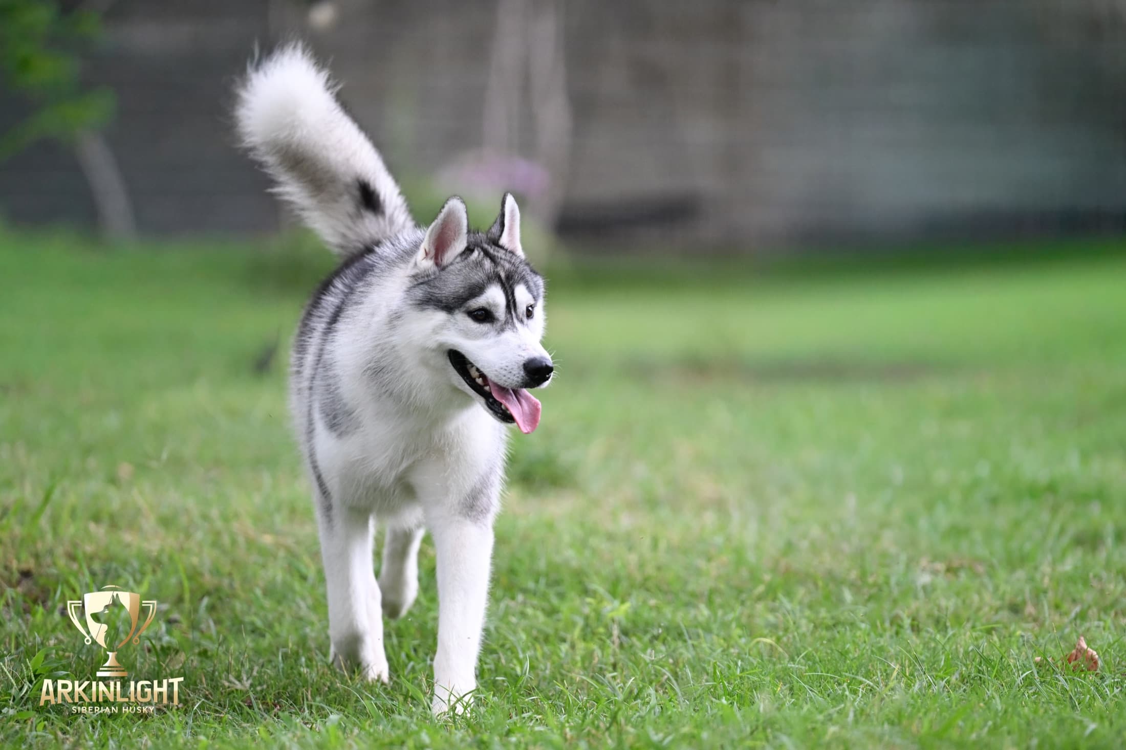Enzo adult Siberian Husky placement photo 4