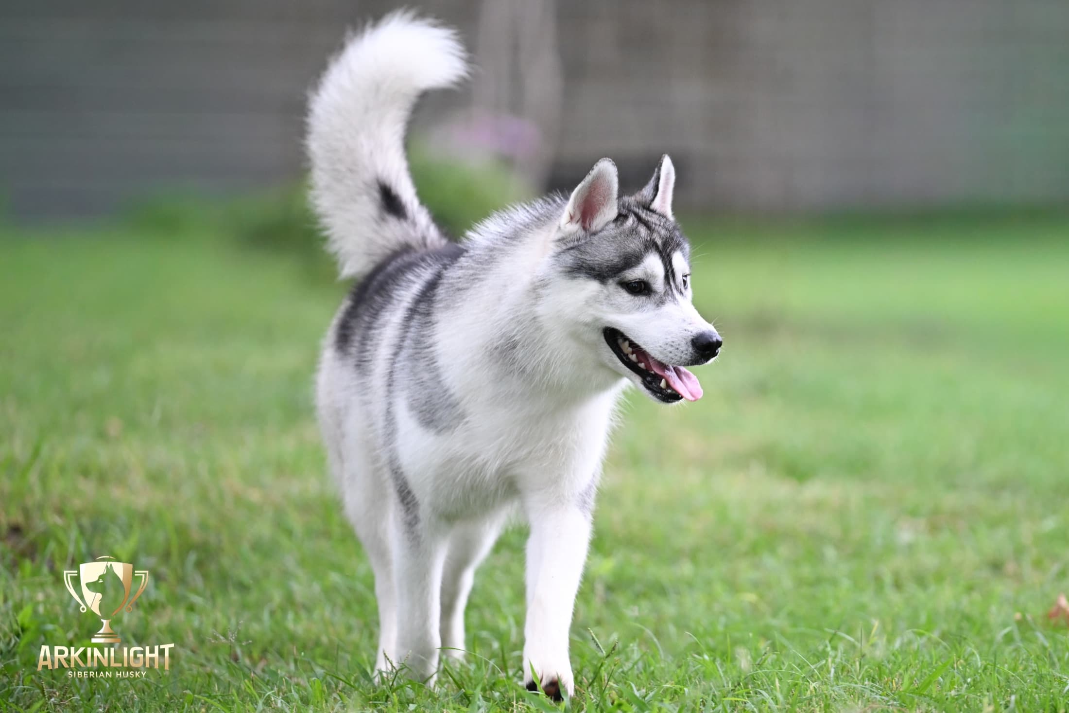 Enzo adult Siberian Husky placement photo 5