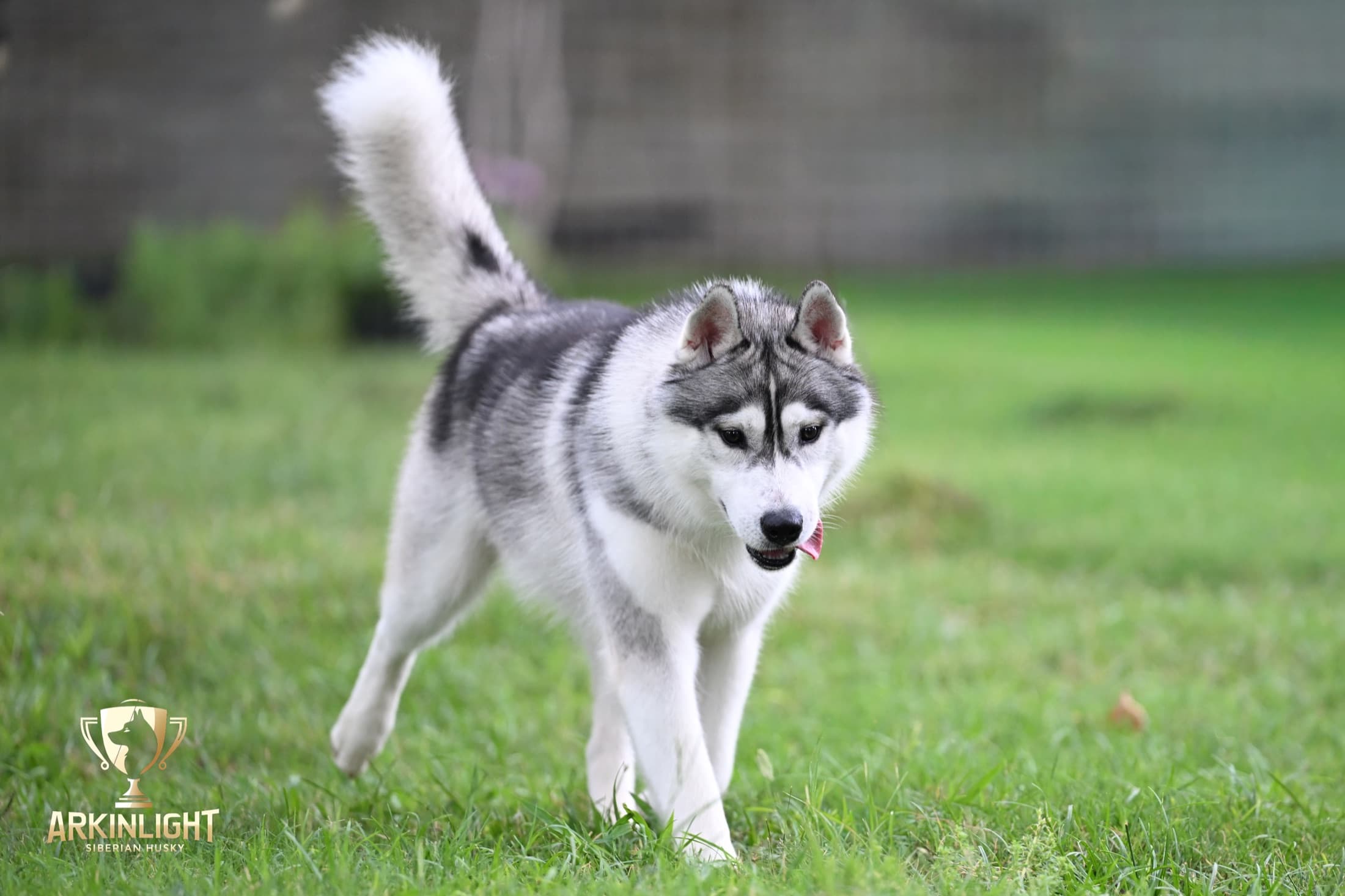 Enzo adult Siberian Husky placement photo 6
