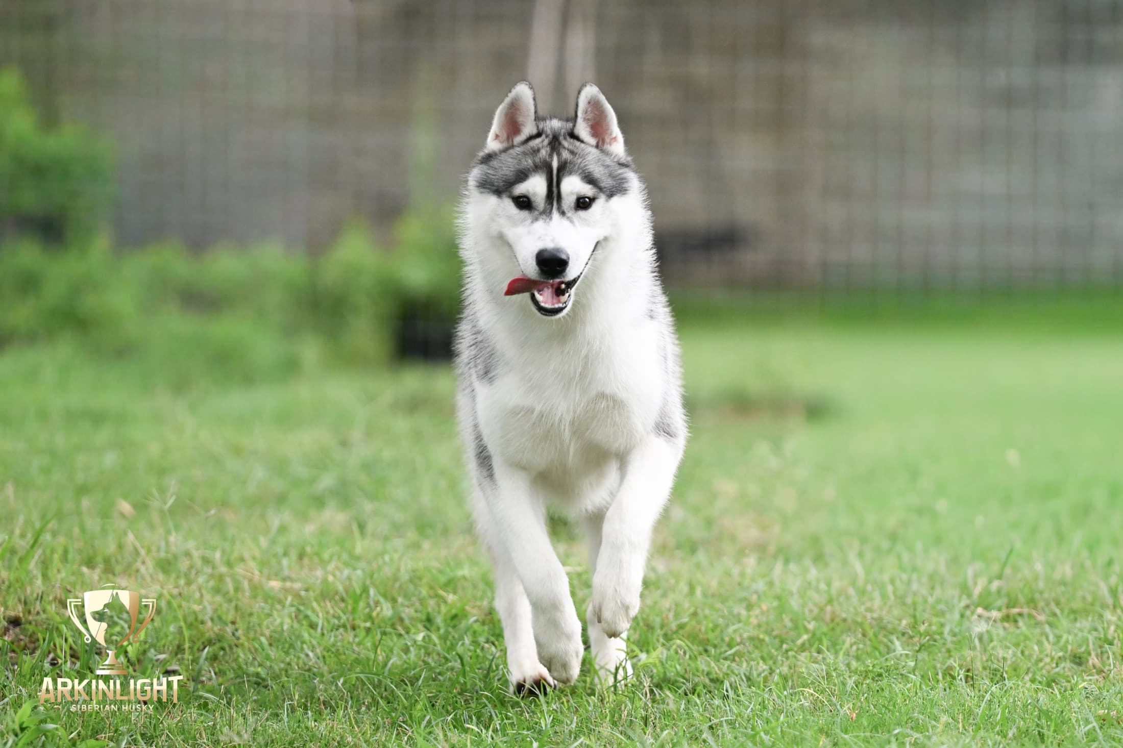 Enzo adult Siberian Husky placement photo 7