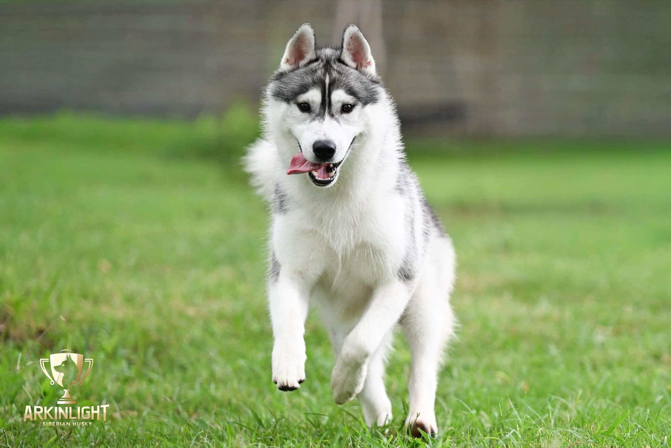 Enzo adult Siberian Husky placement photo 8