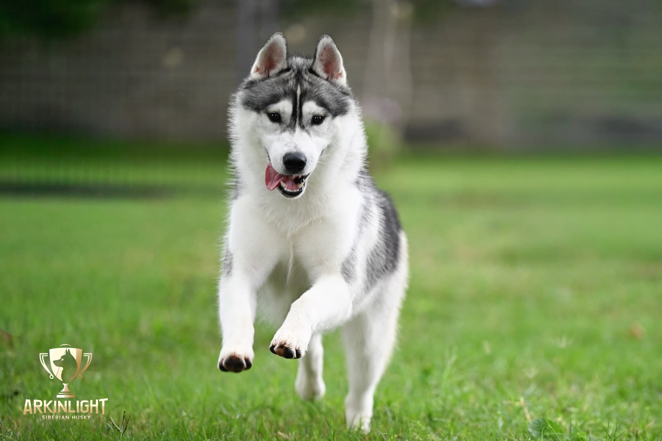 Enzo adult Siberian Husky placement photo 9