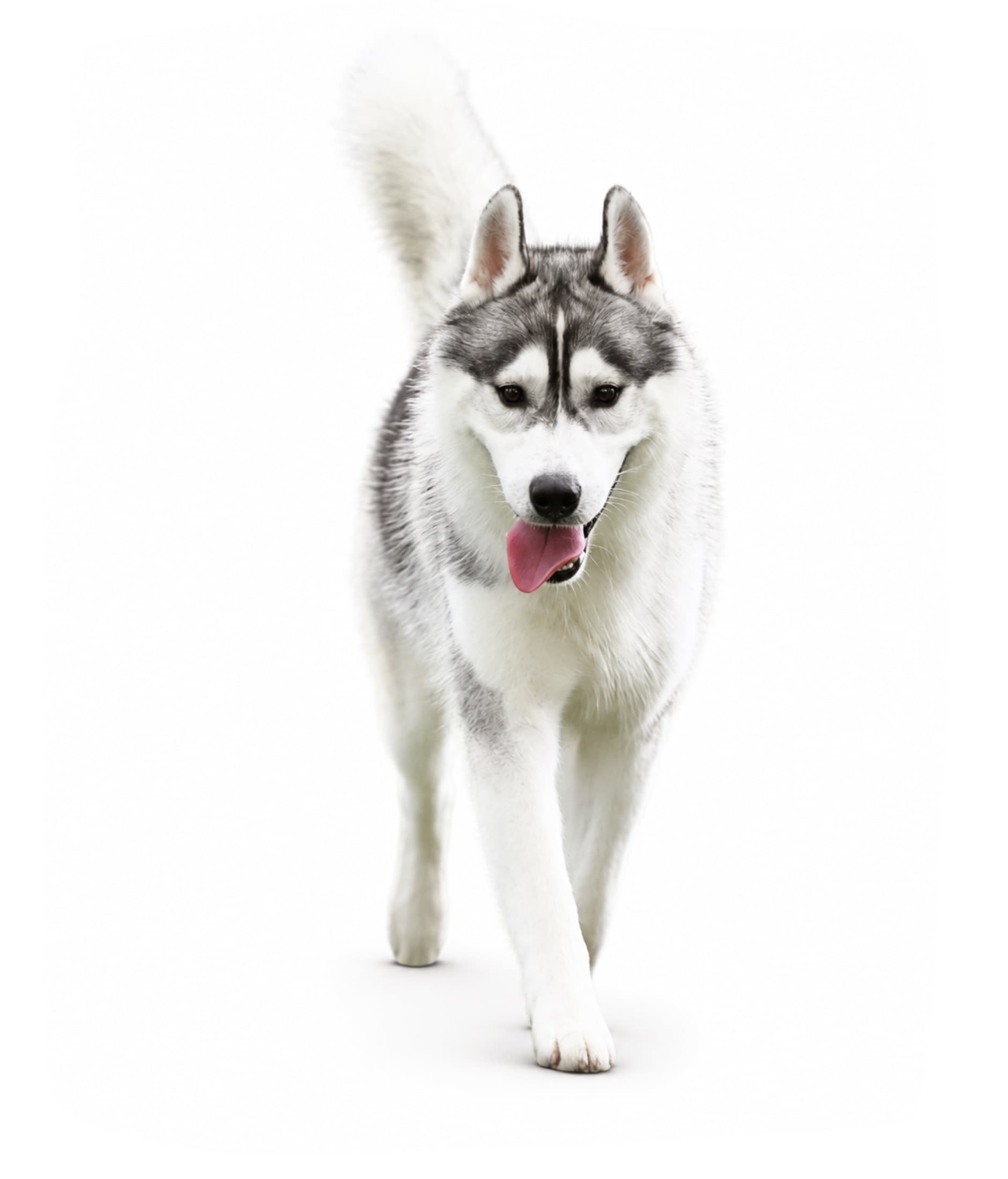 Enzo, a gray and white Arkinlight Siberian Husky