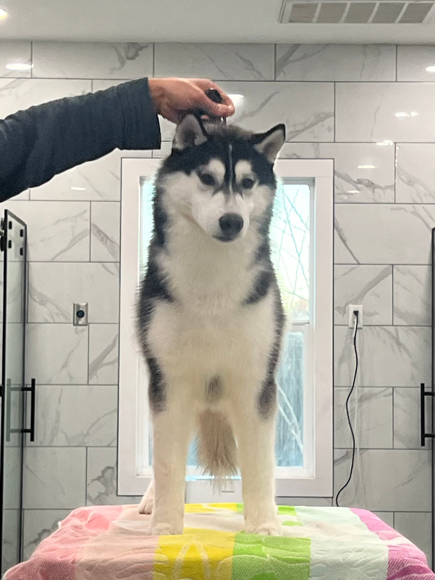 Obi adult Siberian Husky placement photo 10