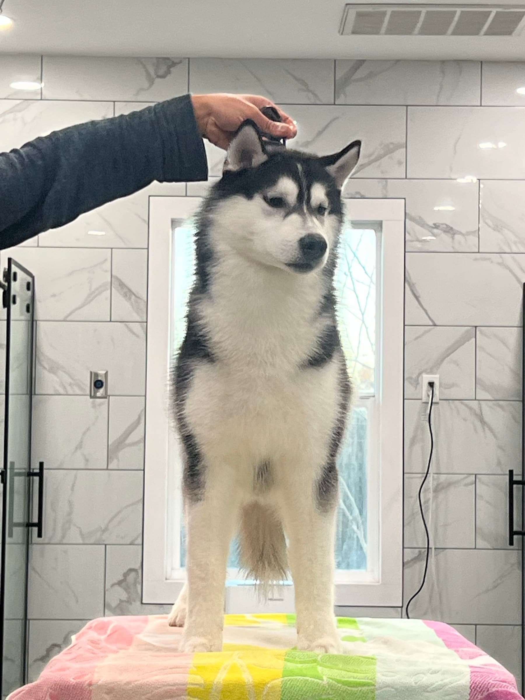 Obi adult Siberian Husky placement photo 11