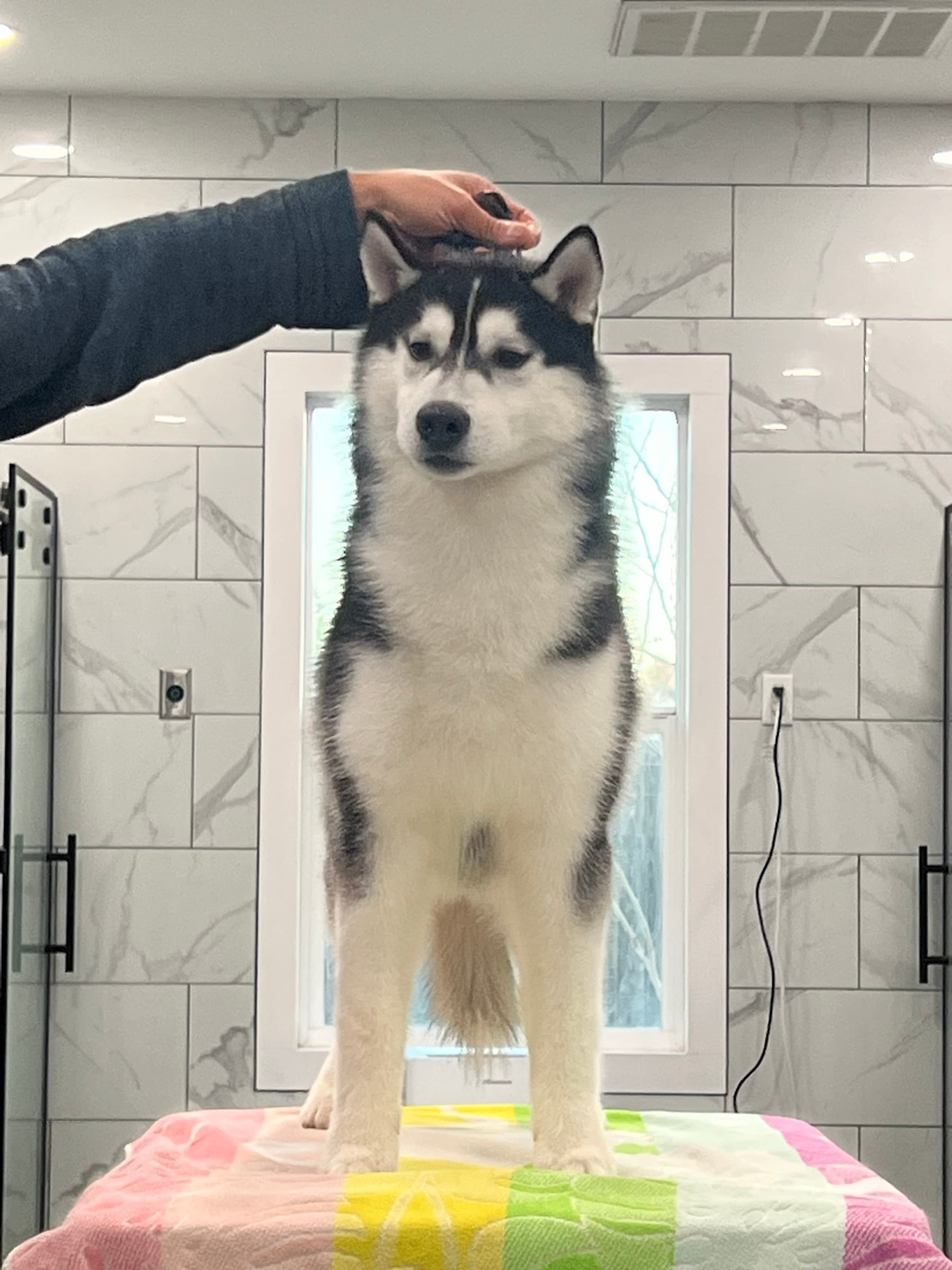 Obi adult Siberian Husky placement photo 12