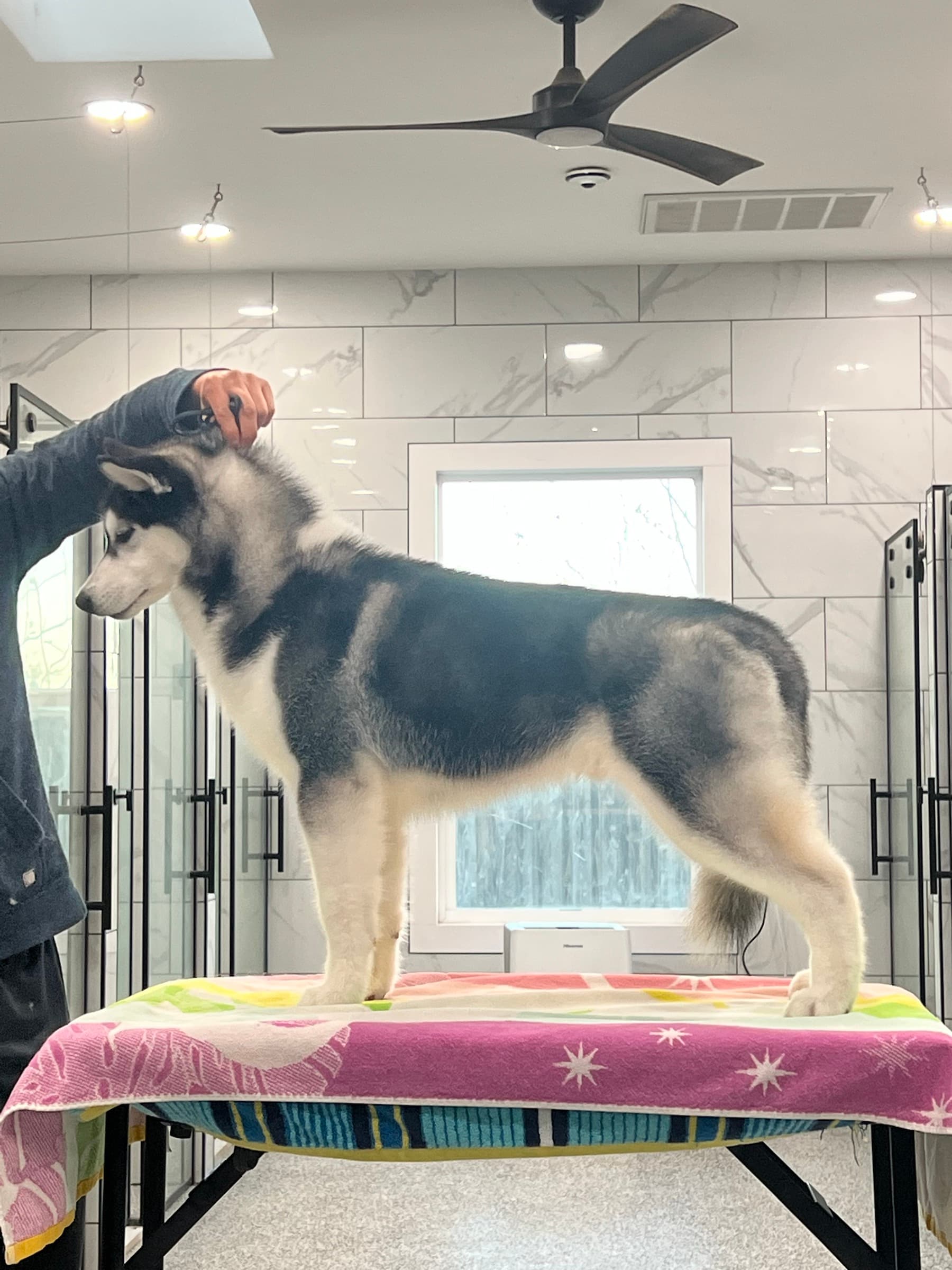 Obi adult Siberian Husky placement photo 13