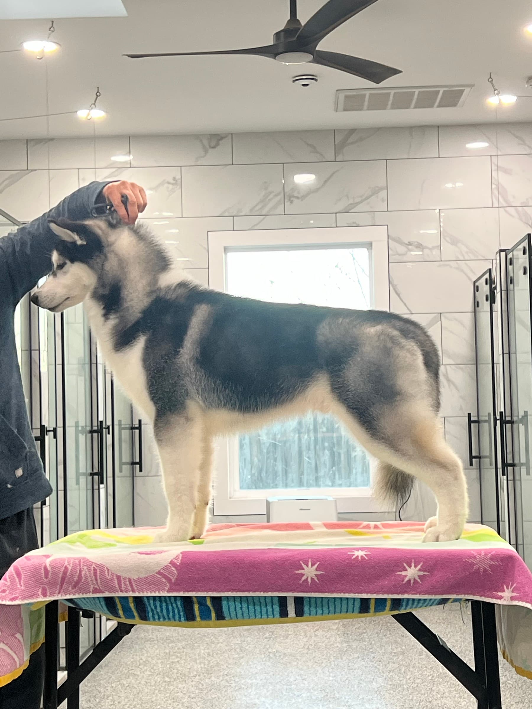 Obi adult Siberian Husky placement photo 14