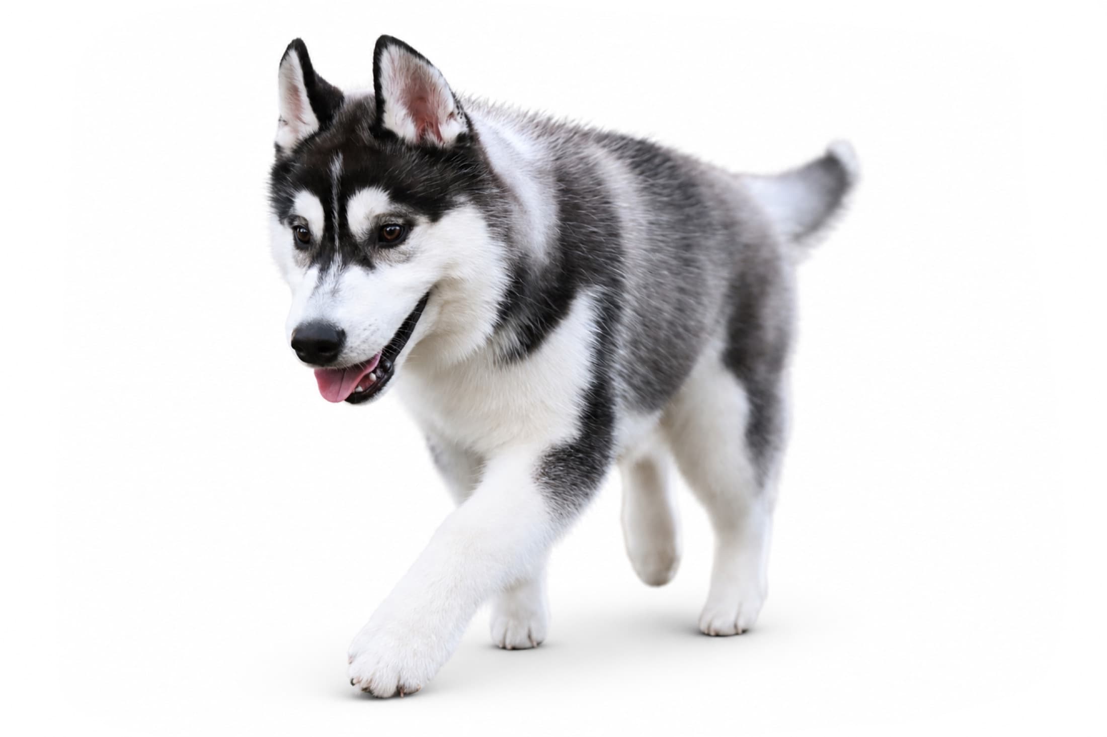 Obi, a black and white Arkinlight Siberian Husky