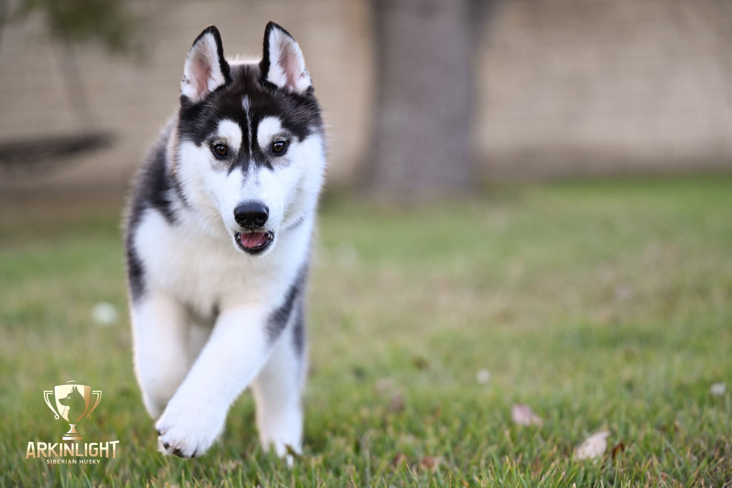 Obi, a black and white Arkinlight Siberian Husky in motion