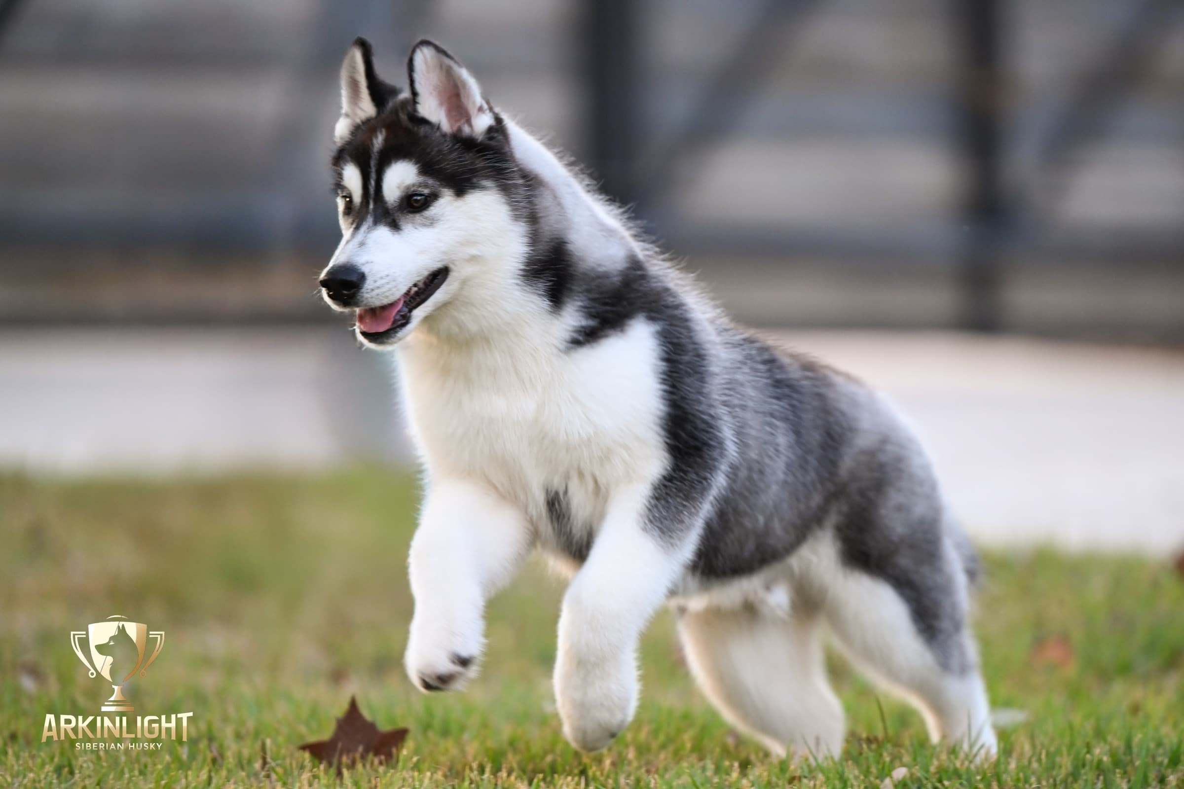 Obi adult Siberian Husky placement photo 2