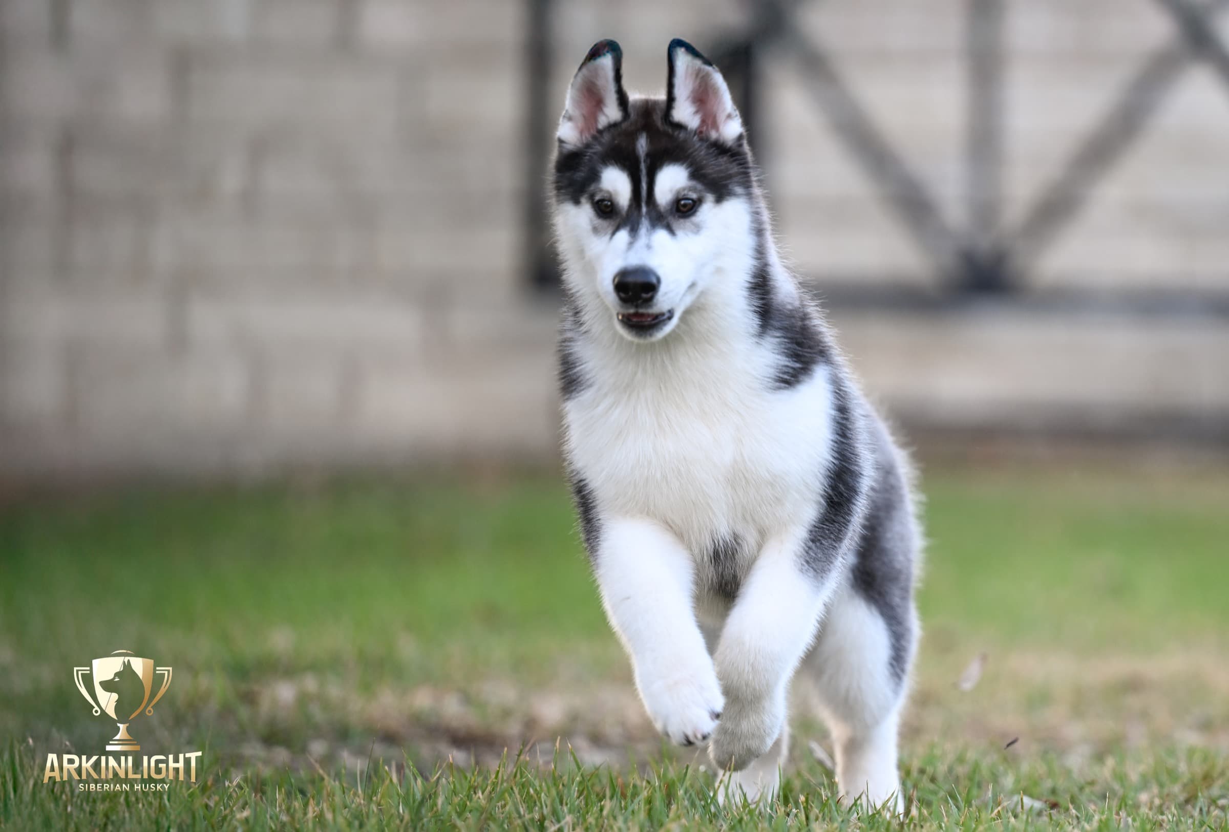 Obi adult Siberian Husky placement photo 3