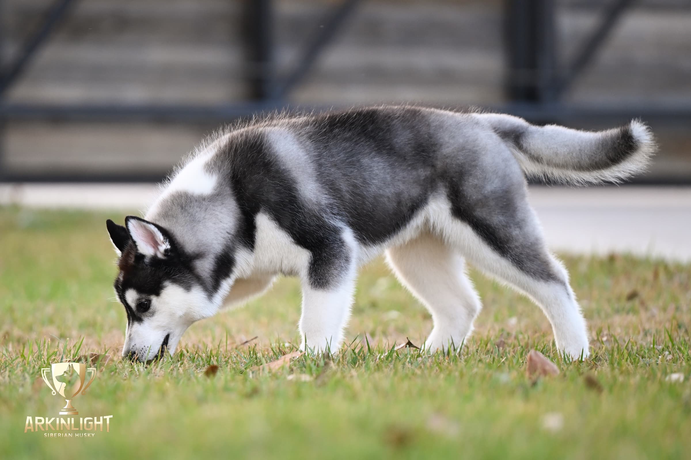 Obi adult Siberian Husky placement photo 4