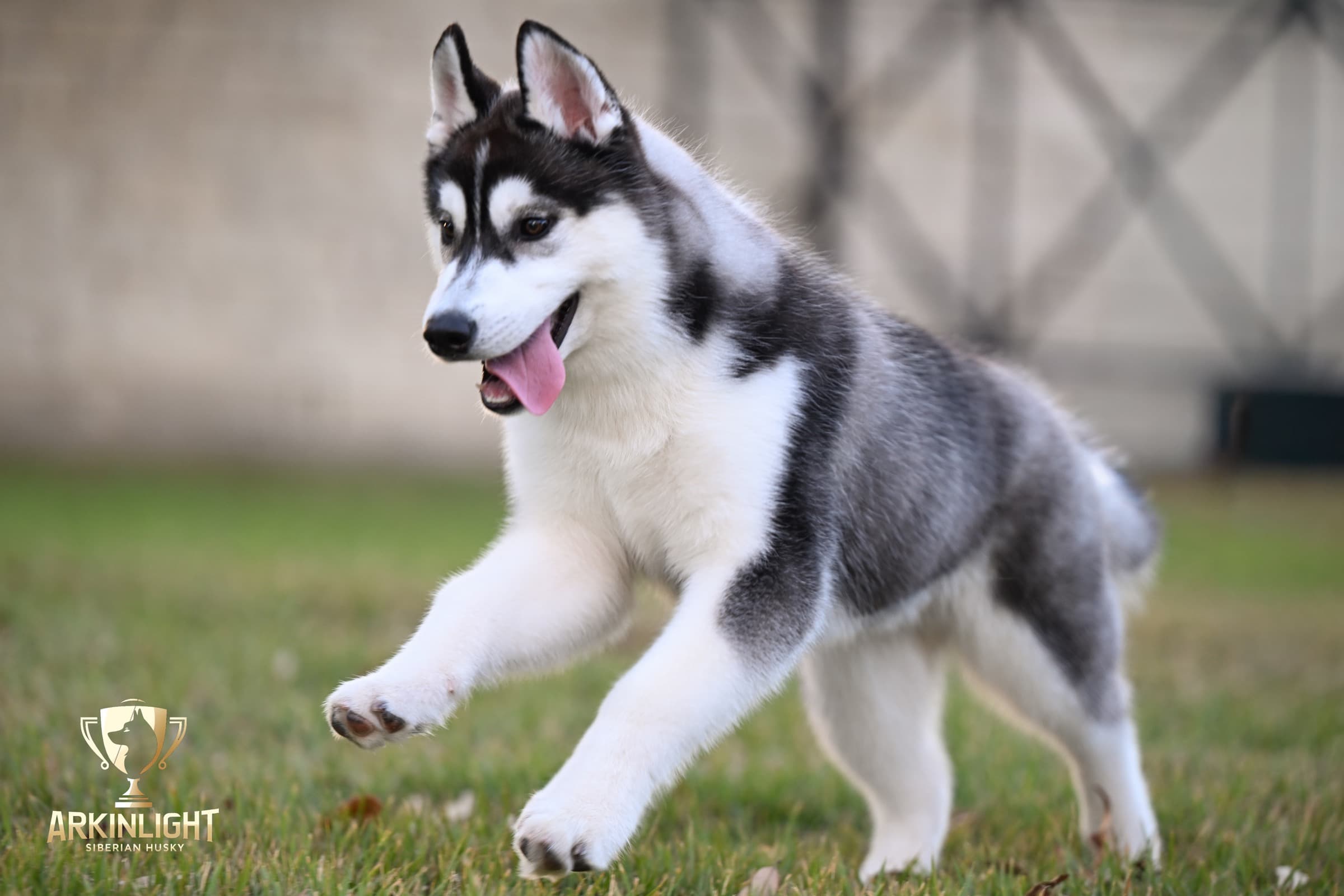 Obi adult Siberian Husky placement photo 5