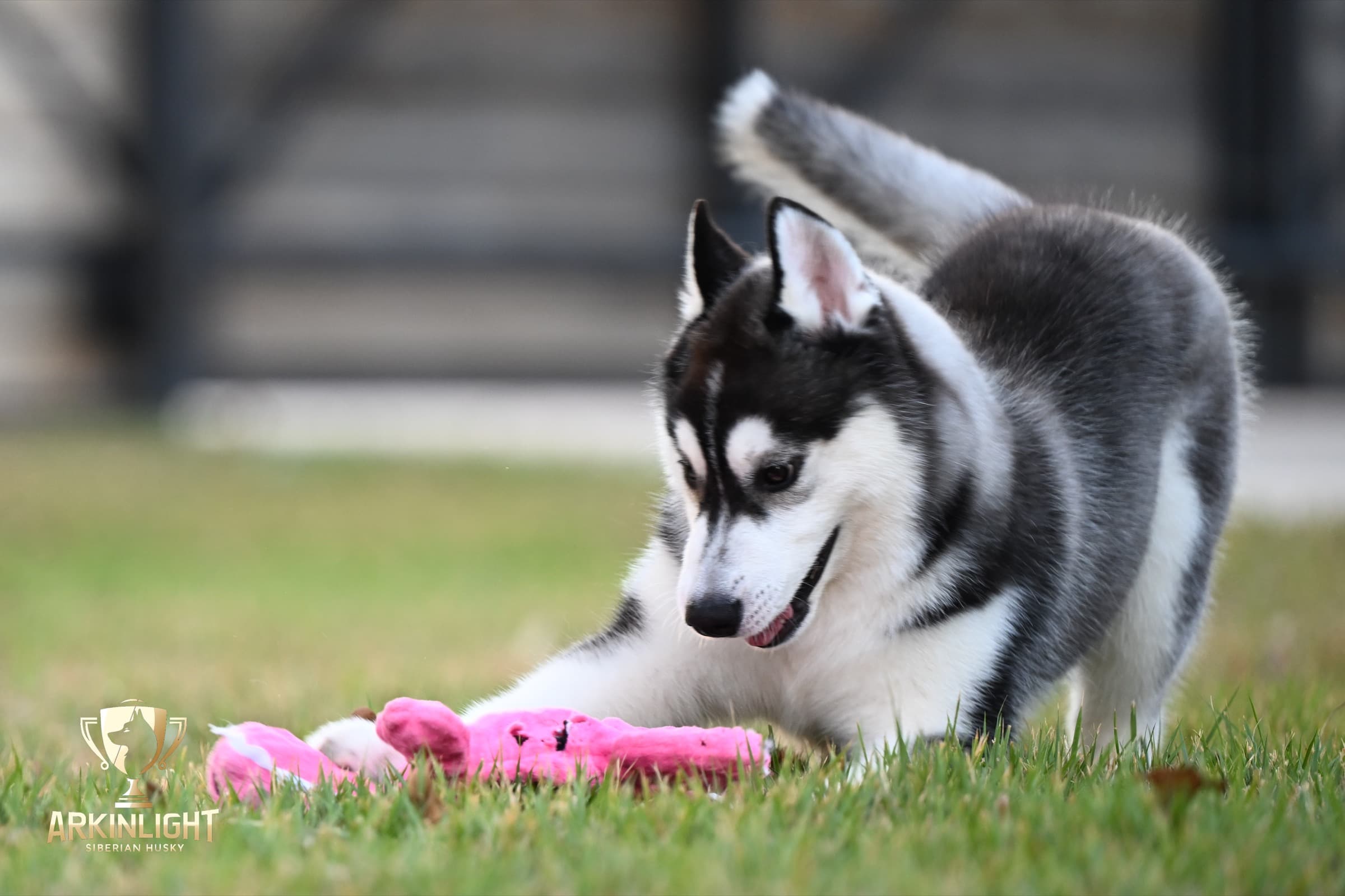 Obi adult Siberian Husky placement photo 6