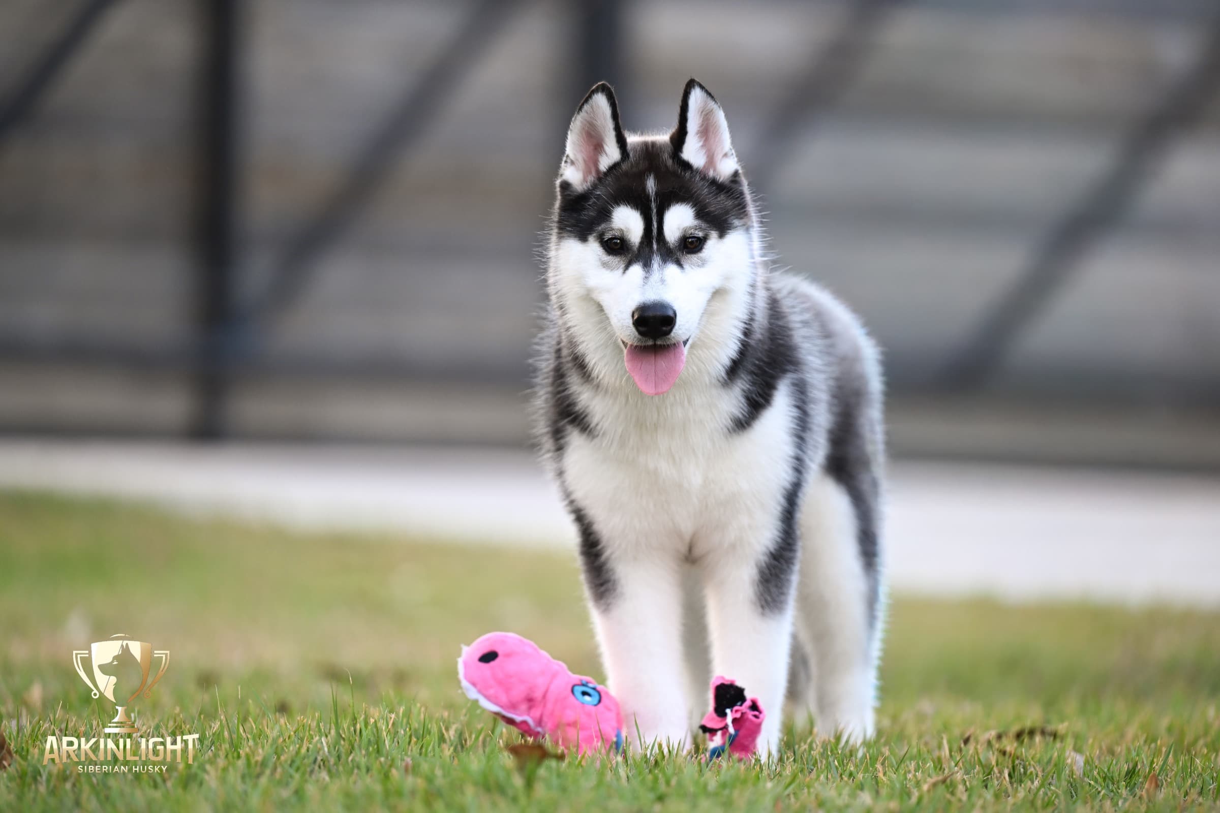 Obi adult Siberian Husky placement photo 7