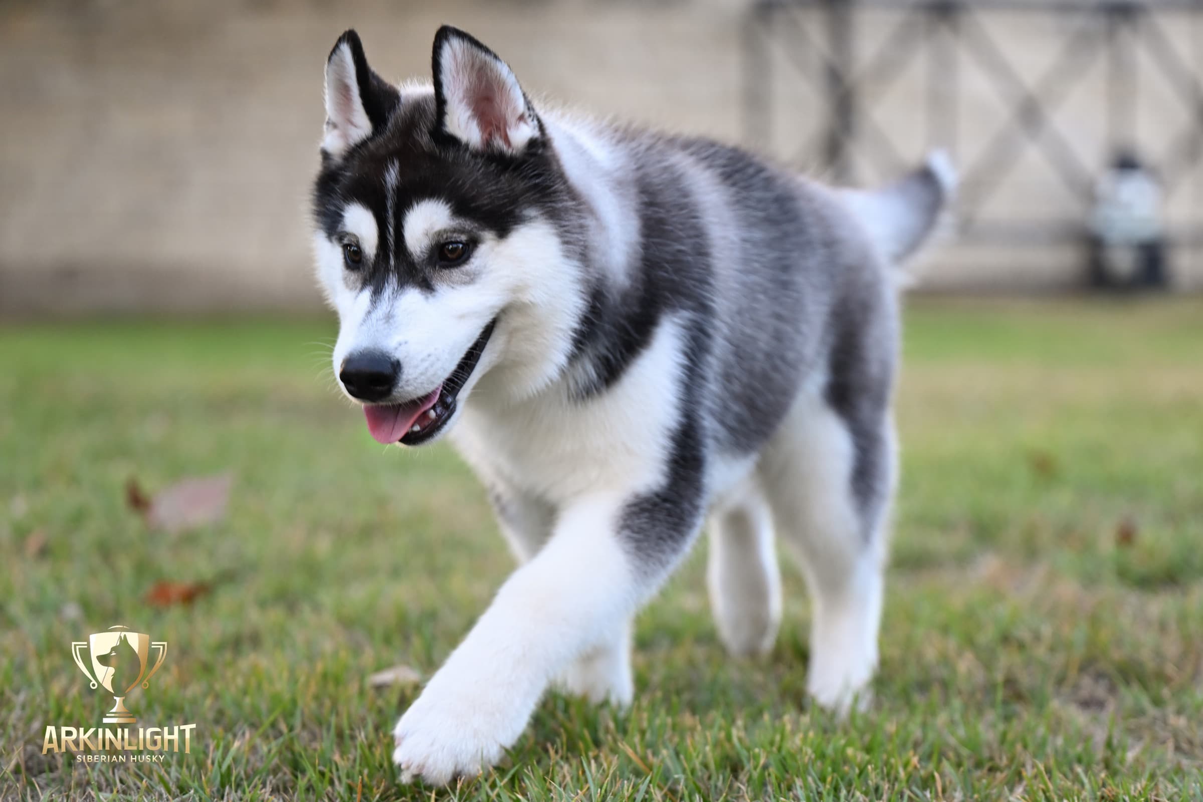 Obi adult Siberian Husky placement photo 8