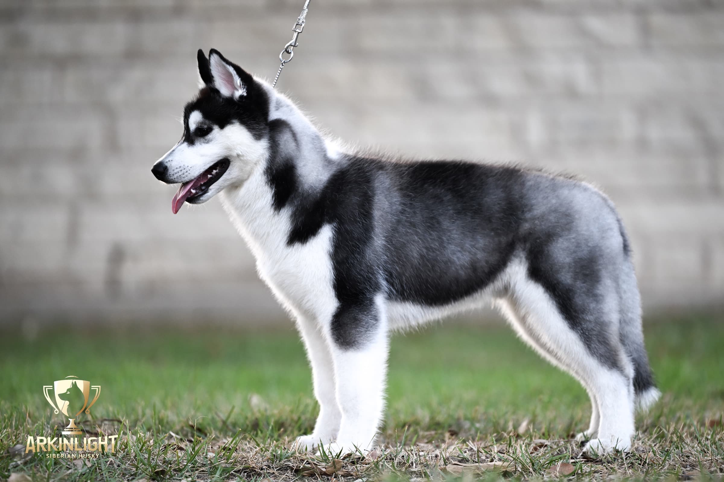 Obi adult Siberian Husky placement photo 9