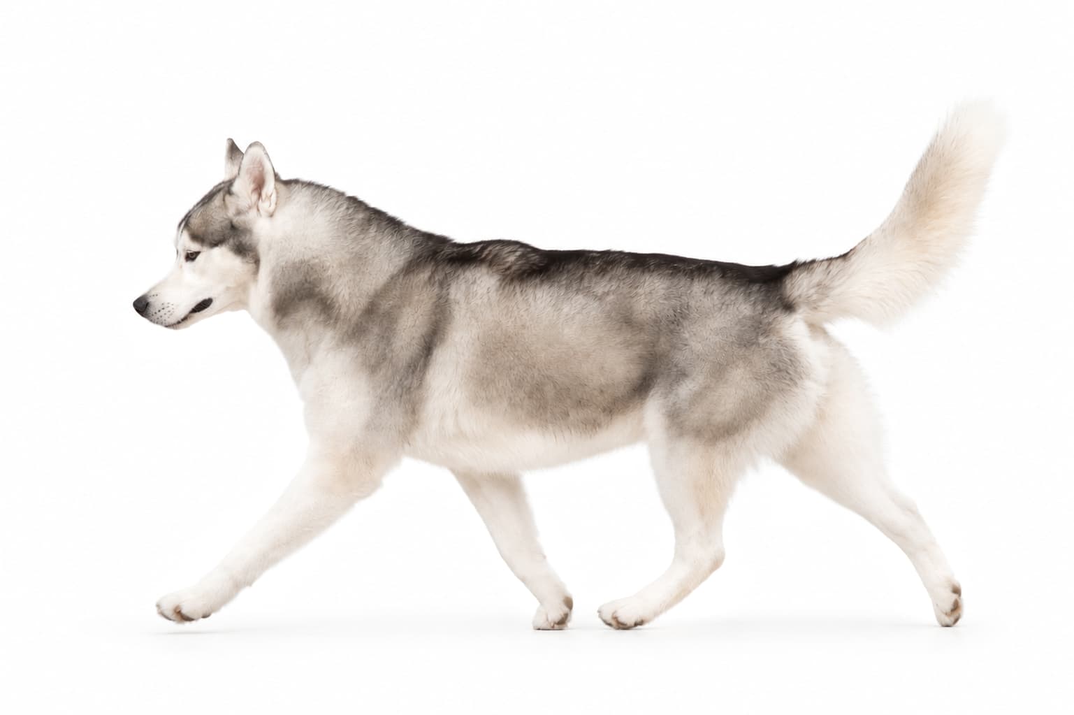 Koba's Snowfall's Arrow The Ring, Arrow, moving in profile on a white background