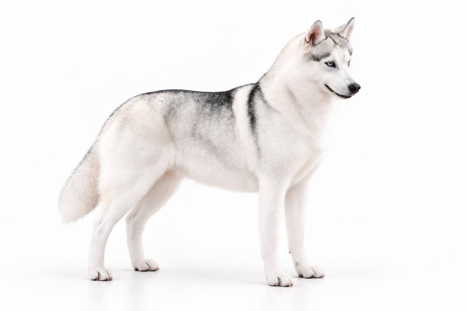 Comet, Trinacria’s Bright Comet, a gray and white Siberian Husky standing on a plain white background