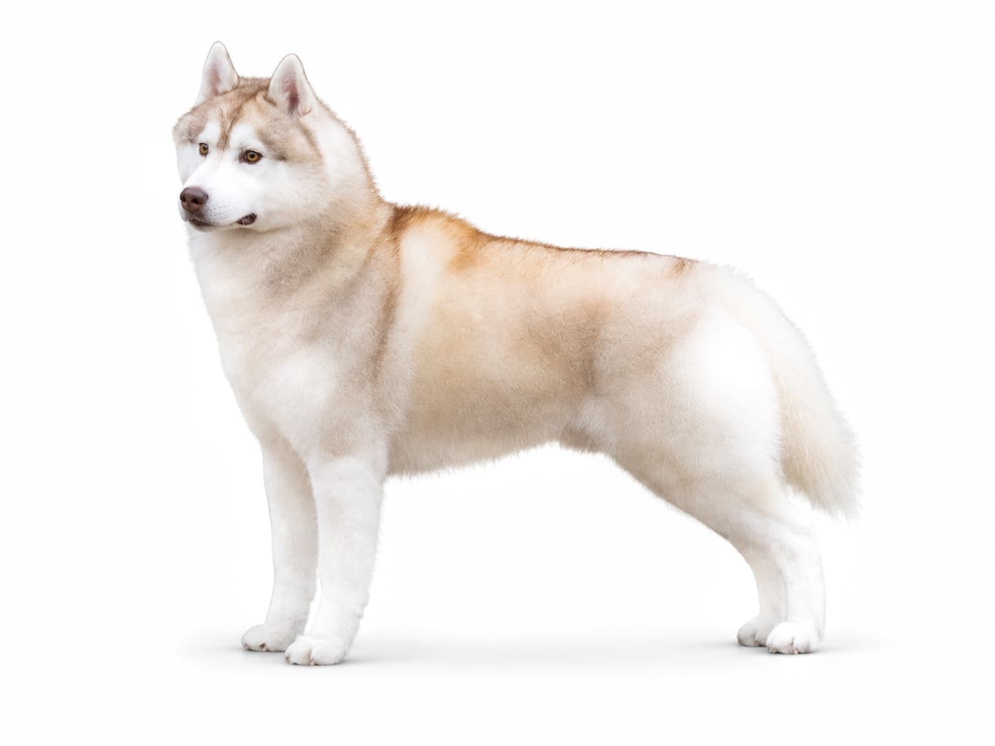 Am. GCh. Trinacria's Son of the Sun, Esteban, standing in profile on a white background