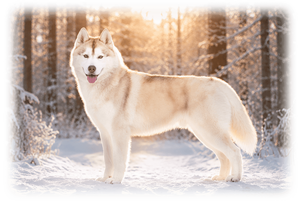 Am. GCh. Trinacria's Son of the Sun, Esteban, standing in a snowy forest