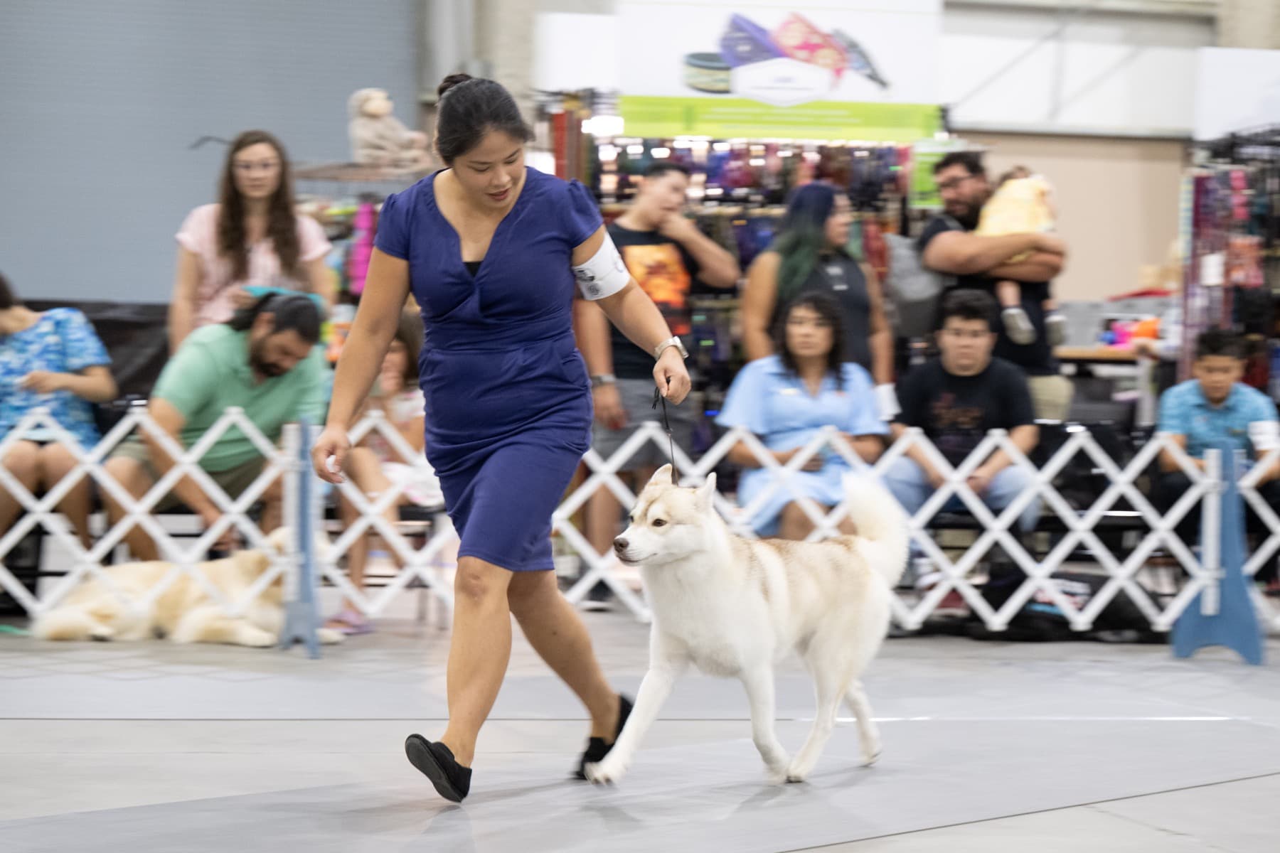 Pumpkin gaiting in the show ring beside her handler
