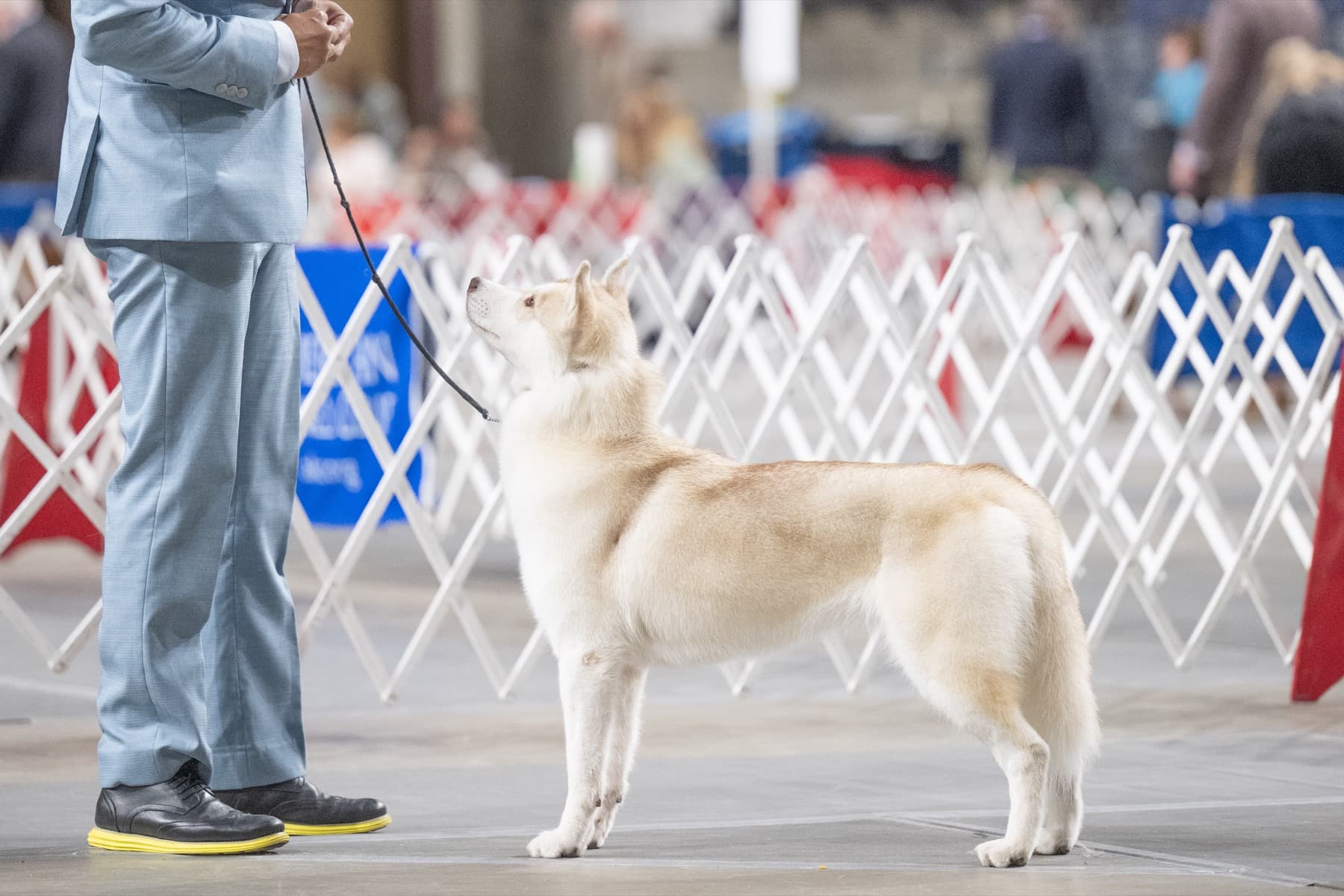 Pumpkin stacked in profile in the show ring beside a handler in a light blue suit