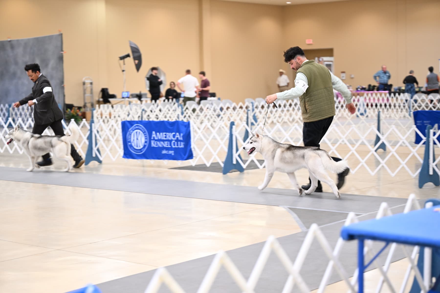 Rodeo moving alongside his handler in a Siberian Husky show ring