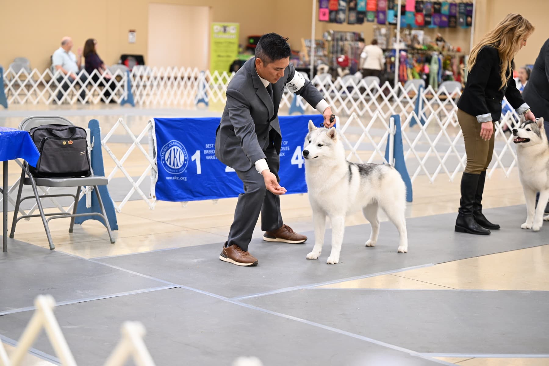 Star being set up in the AKC show ring beside his handler