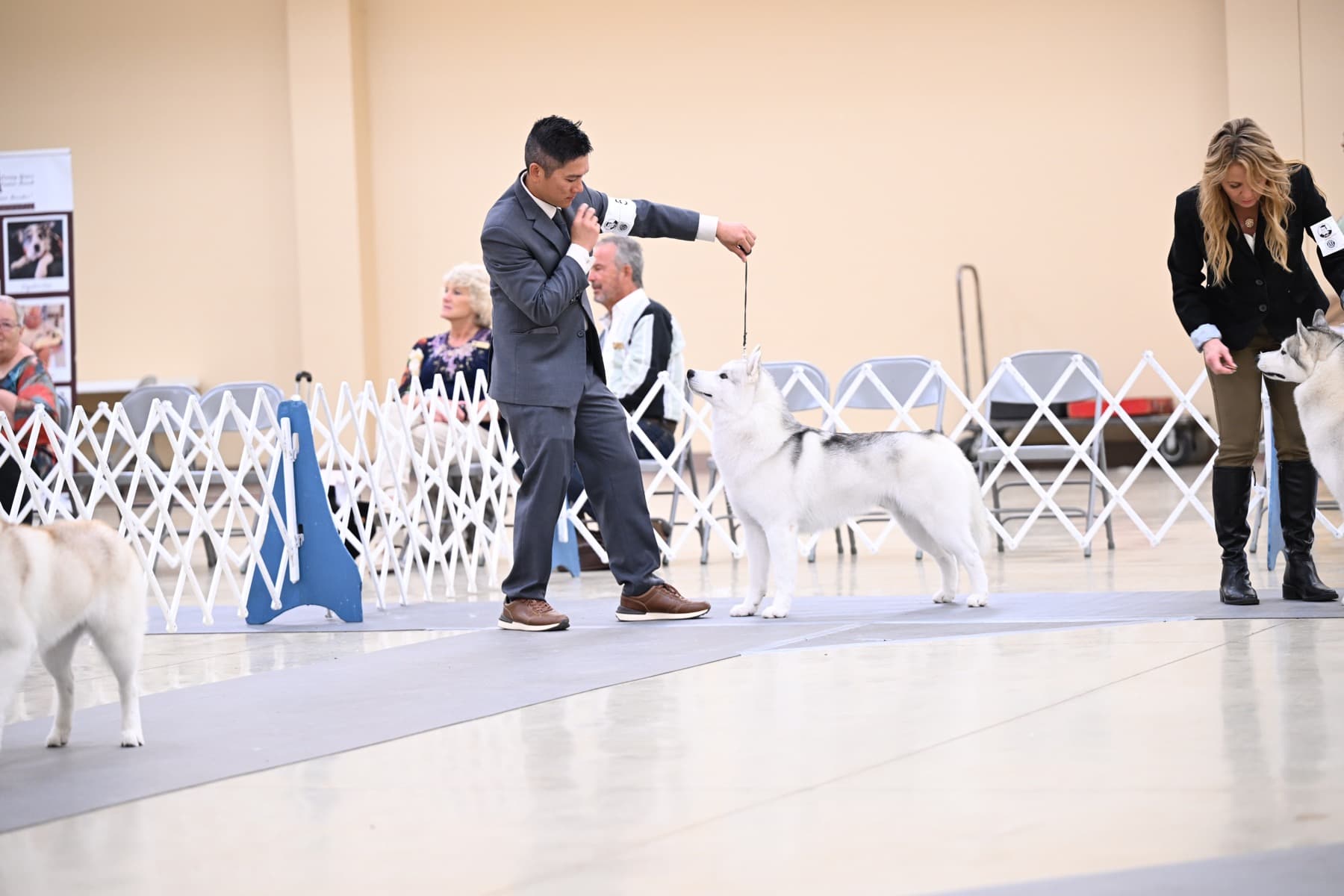 Star stacked in the show ring beside his handler