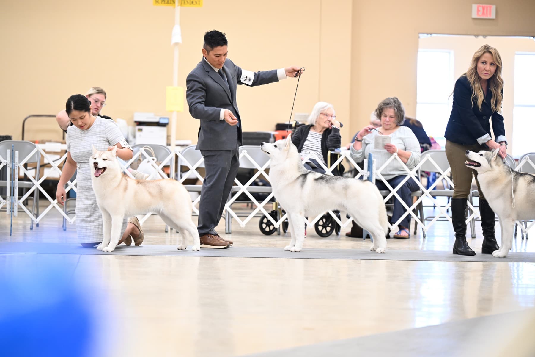 Star lined up in the show ring with other Siberian Huskies