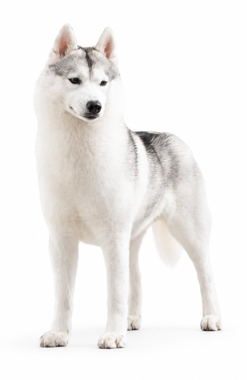 GCh. Koba's Silver Rose, Tiny, standing in a white studio portrait