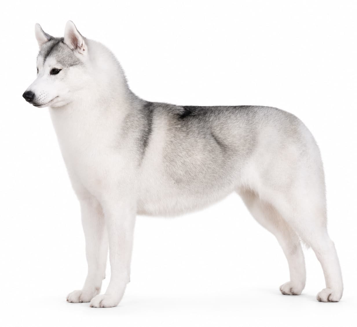 GCh. Koba's Silver Rose, Tiny, standing in a white studio portrait