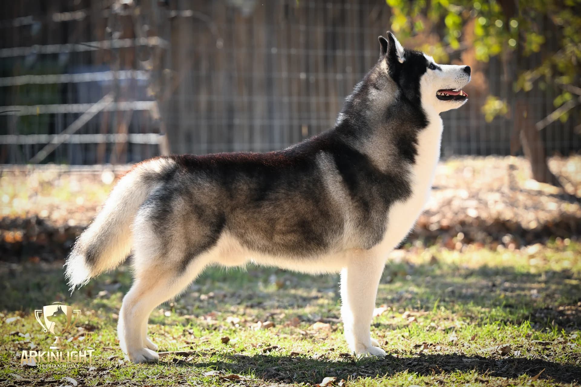 Tornade standing in side profile in the sunlit yard