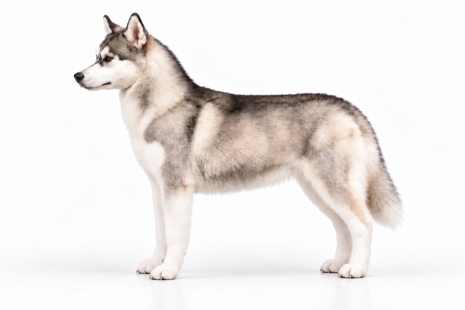 Twilight, Kristari’s Twilight Dancer, standing in profile on a plain white background