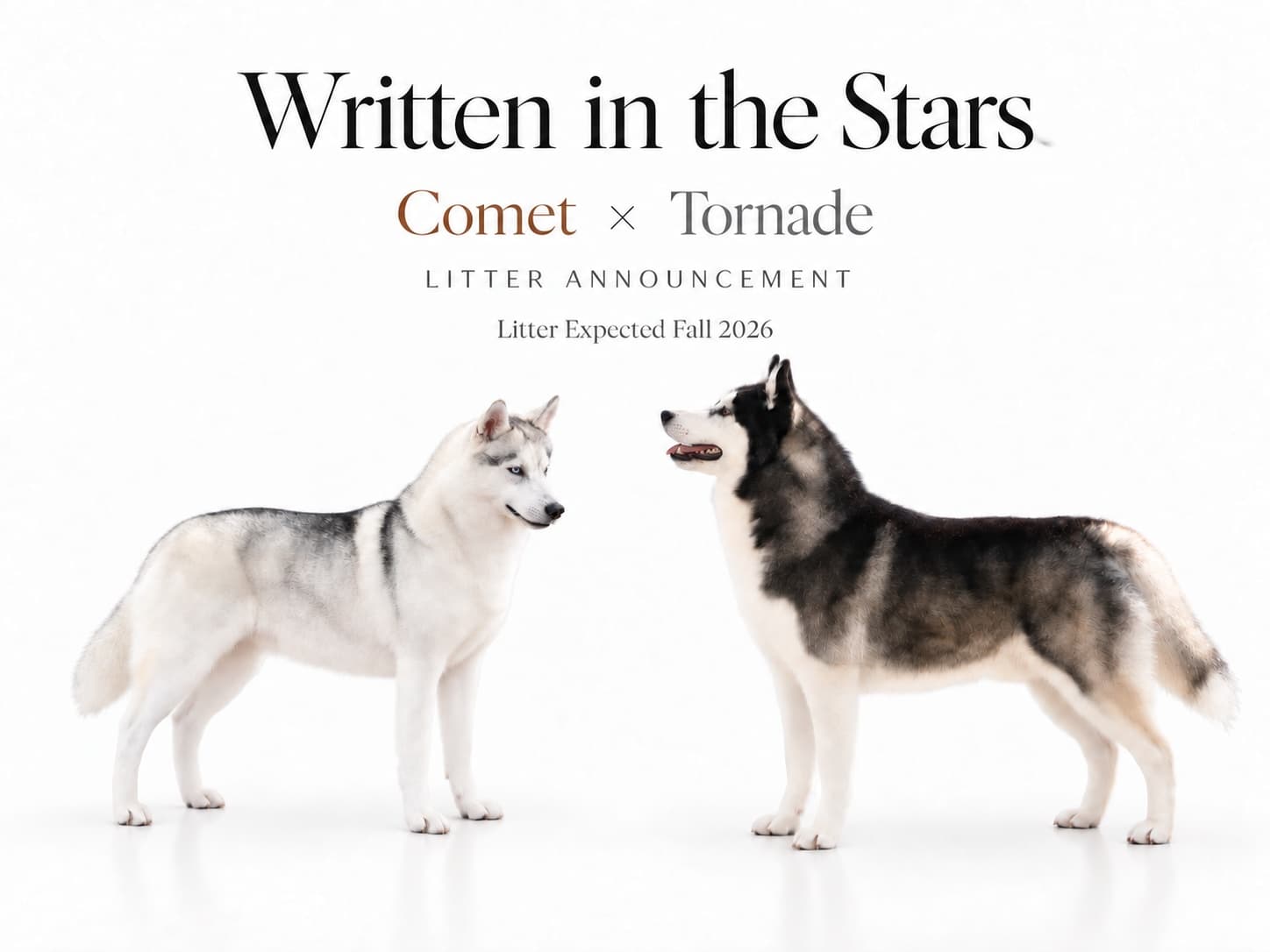 Written in the Stars — Comet × Tornade litter announcement, litter expected Fall 2026